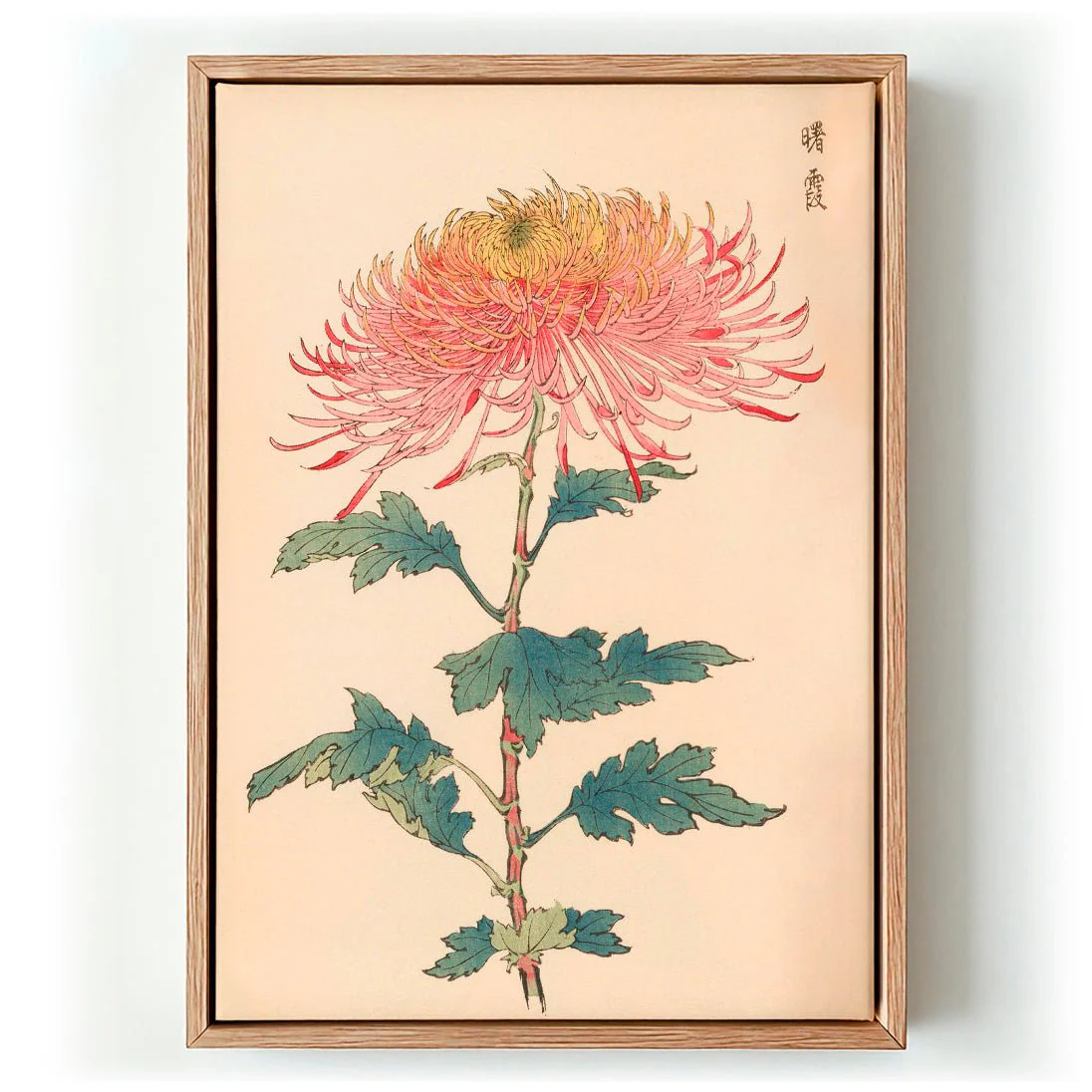 Keika hyakugiku Pl.32 by Keika Hosegawa