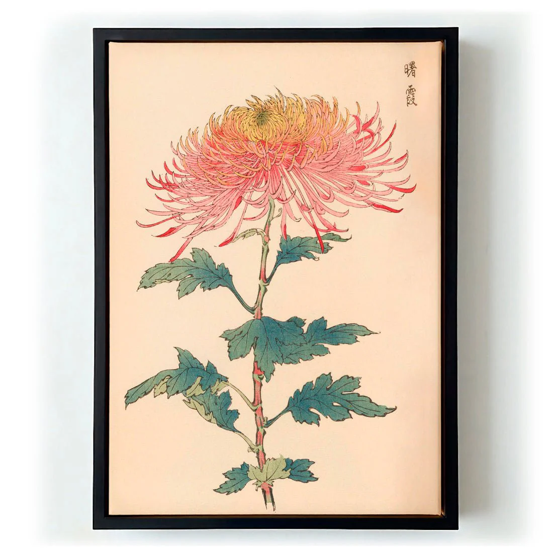 Keika hyakugiku Pl.32 by Keika Hosegawa - Image 5