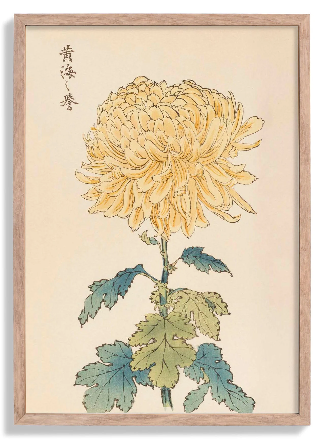 Keika hyakugiku Pl.33 by Keika Hosegawa