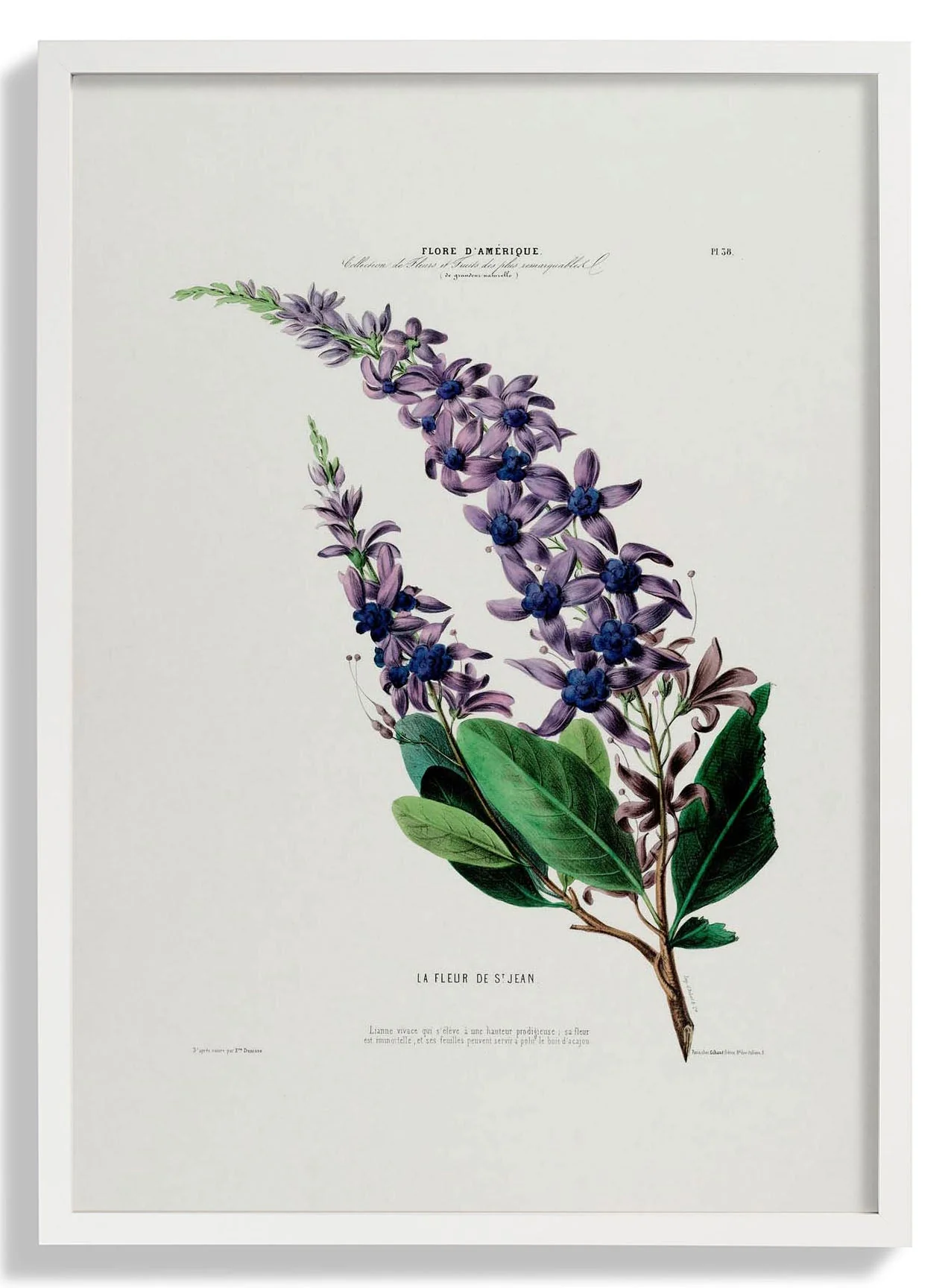 La Fleur De St Jean - Image 5