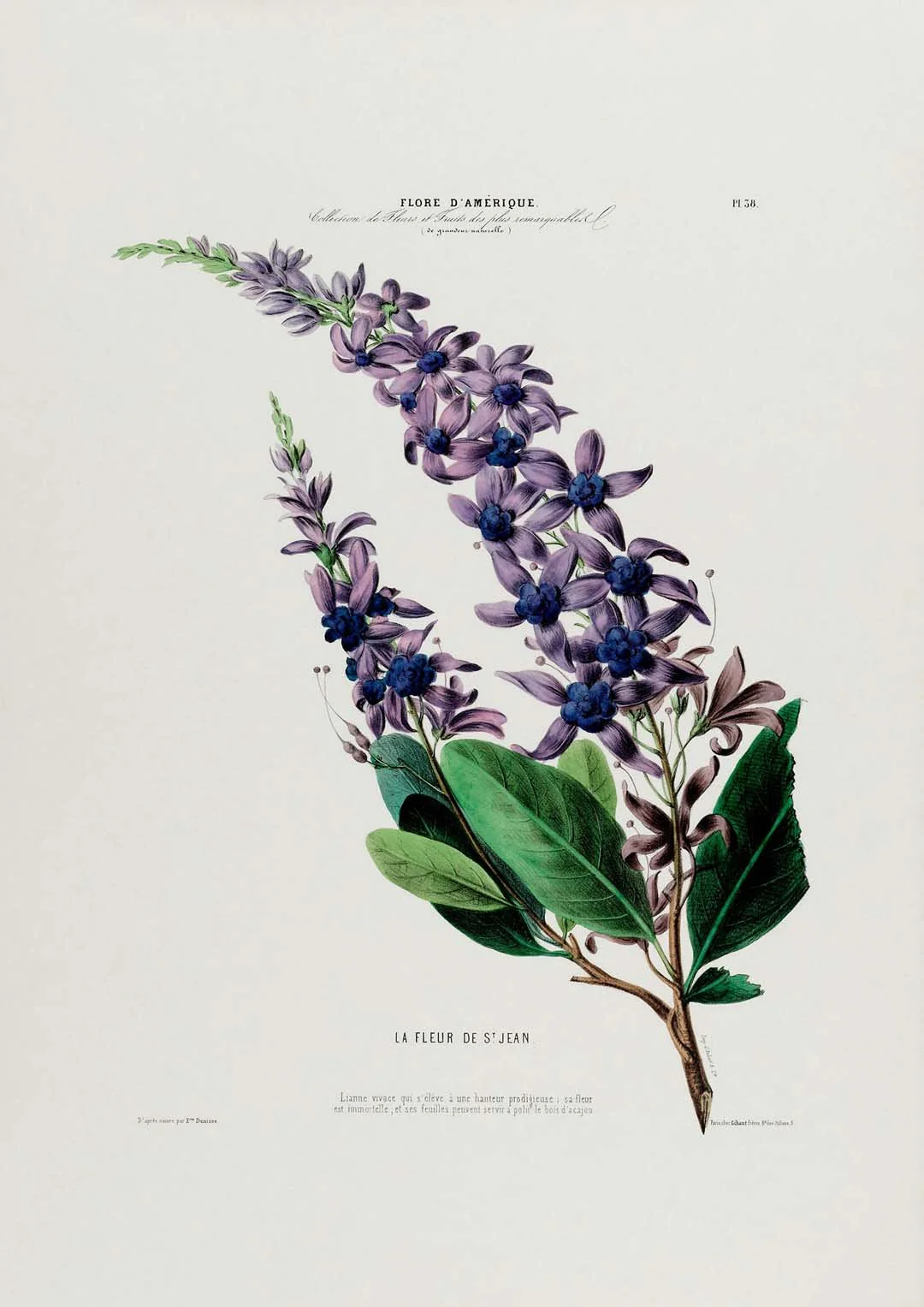 La Fleur De St Jean - Image 8