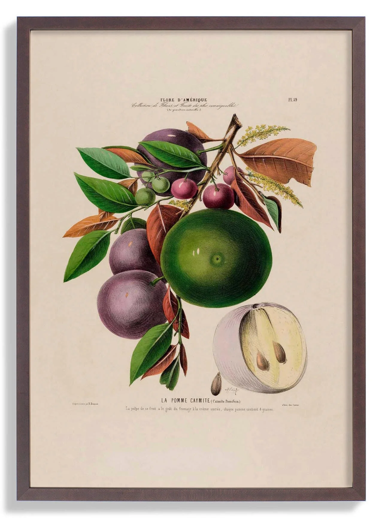 La Pomme Caymite - Image 4