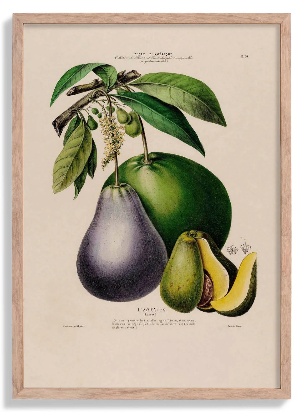 L'Avocatier