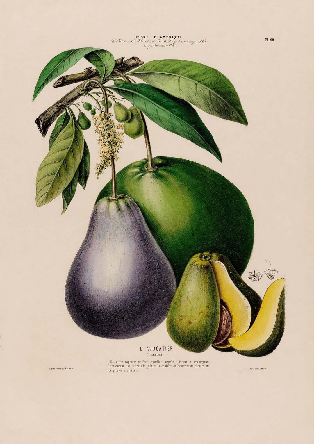 L'Avocatier - Image 5