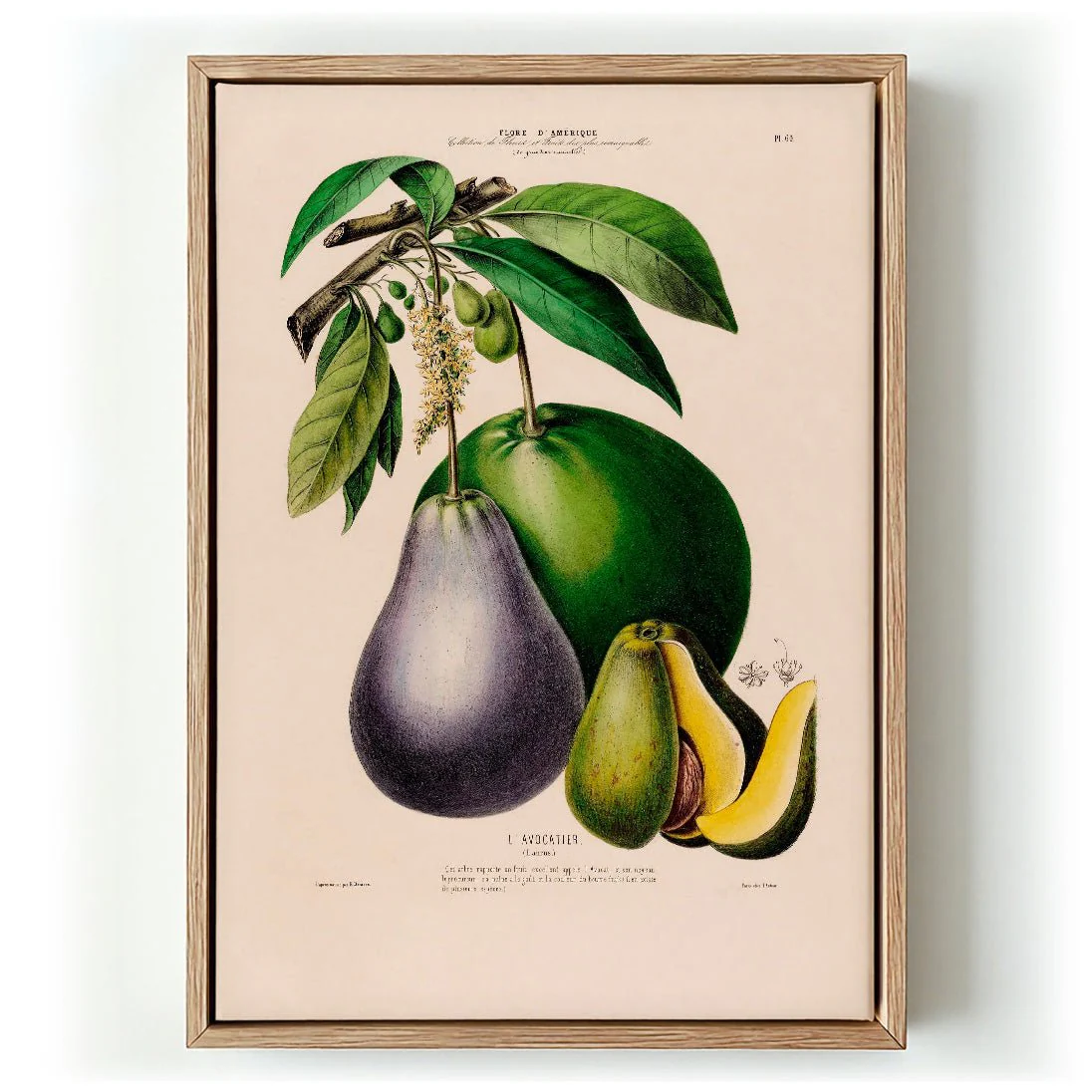 L'Avocatier