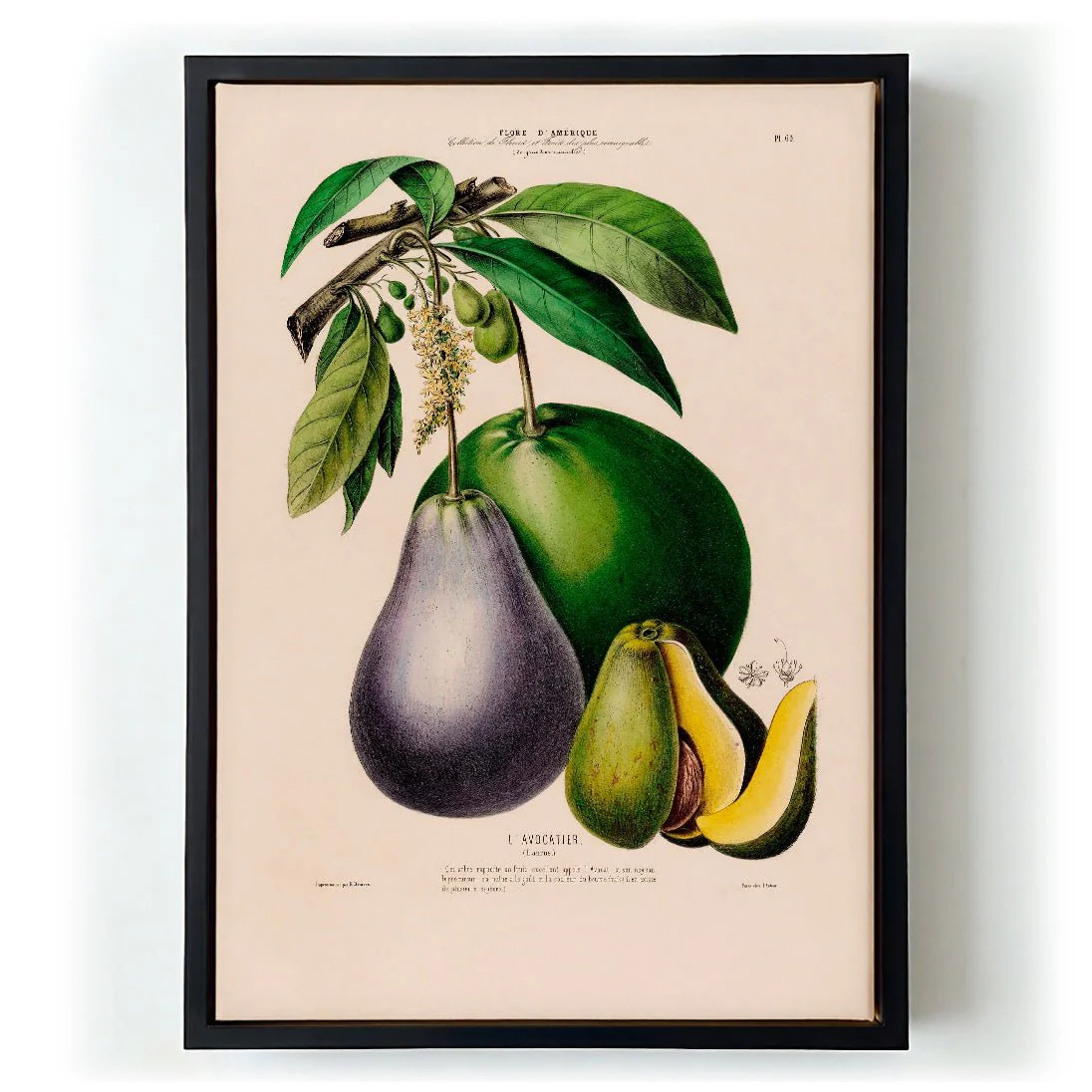 L'Avocatier - Image 6