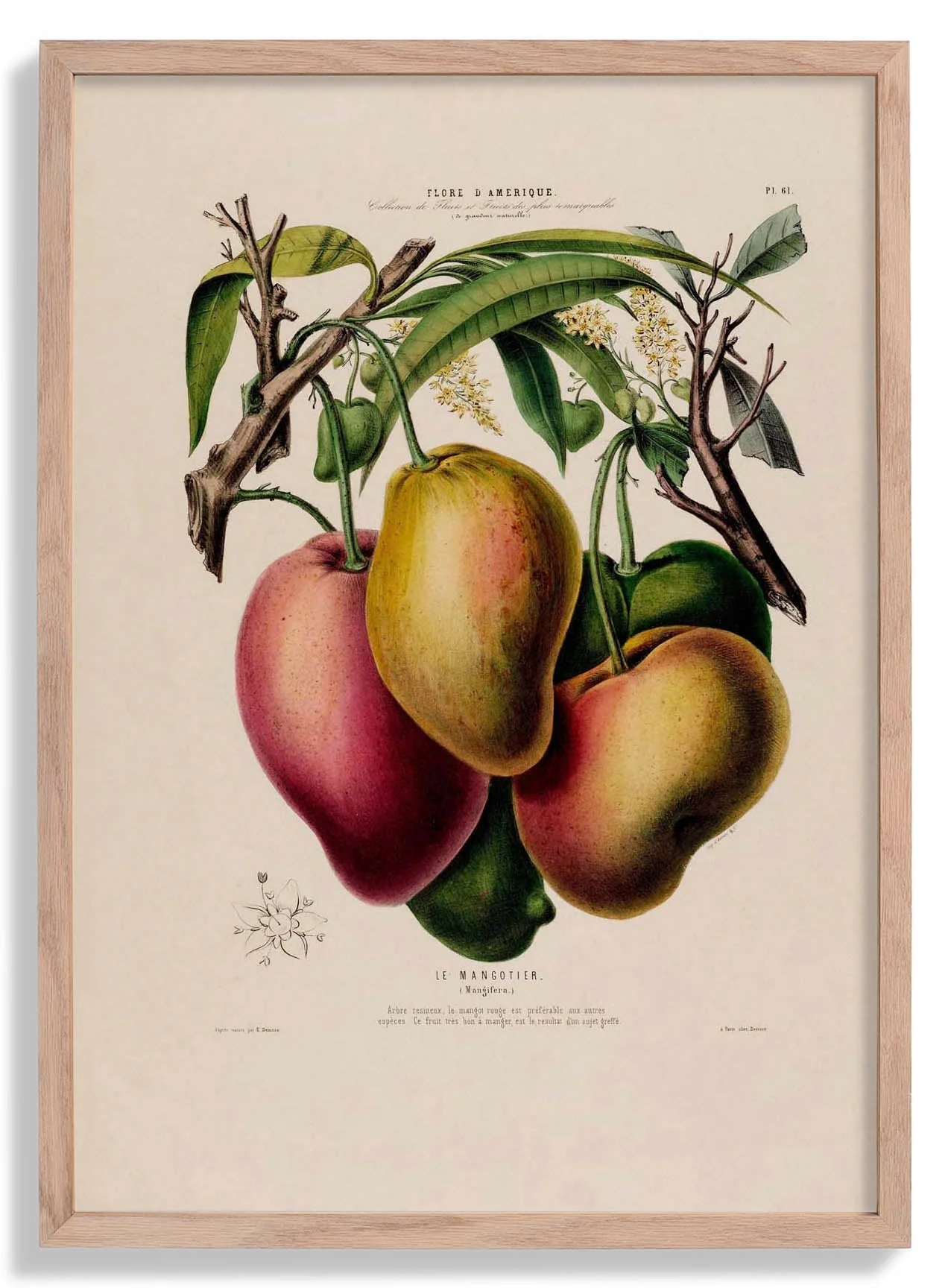 Le Mangotier
