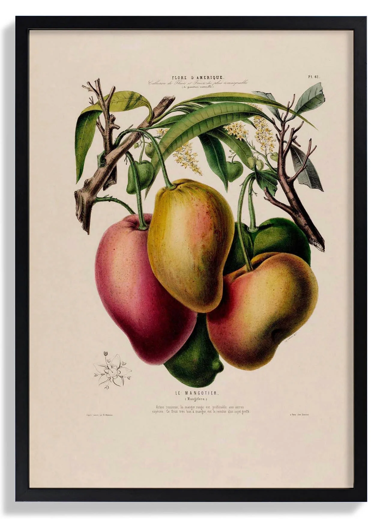 Le Mangotier - Image 6