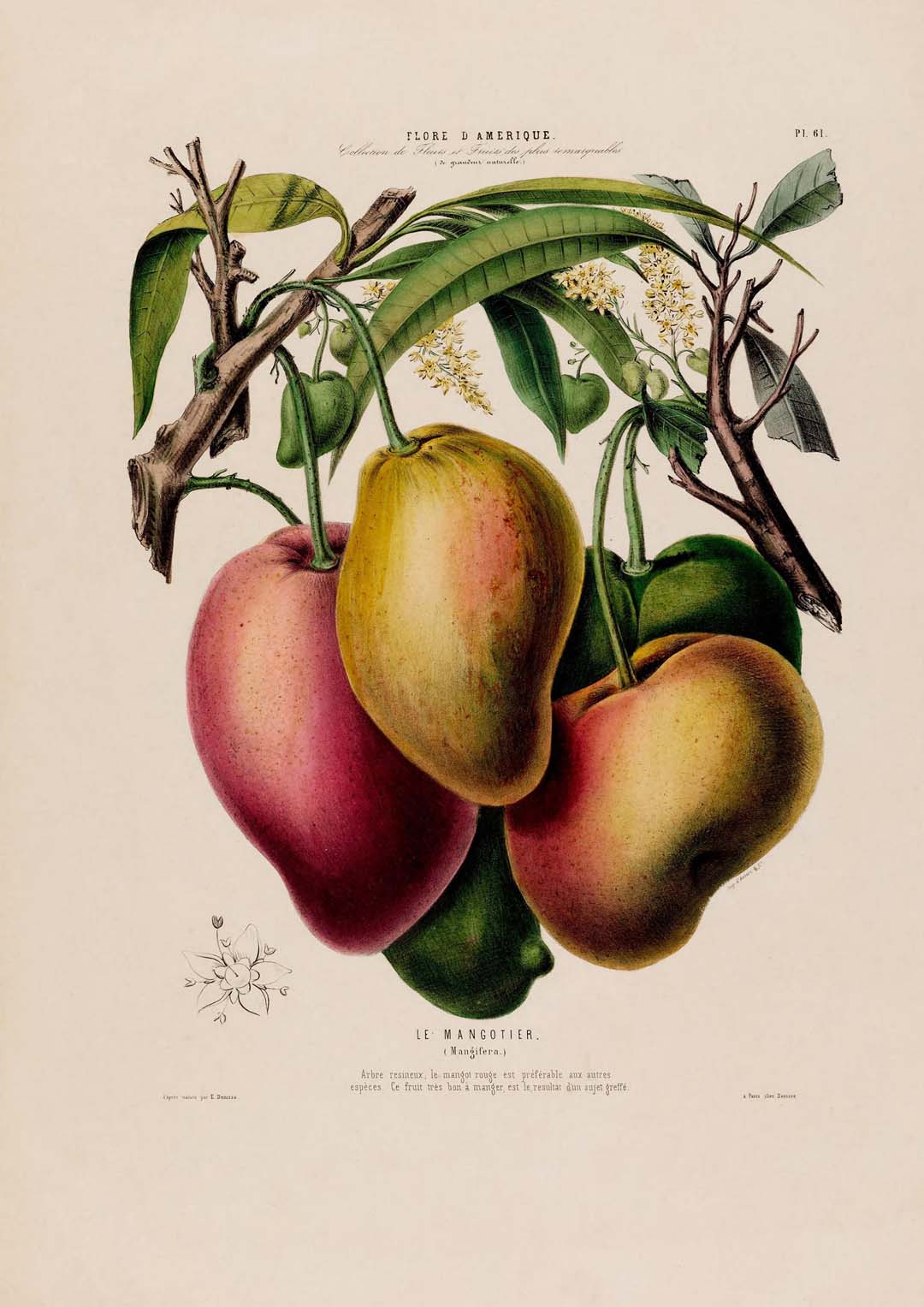 Le Mangotier - Image 8