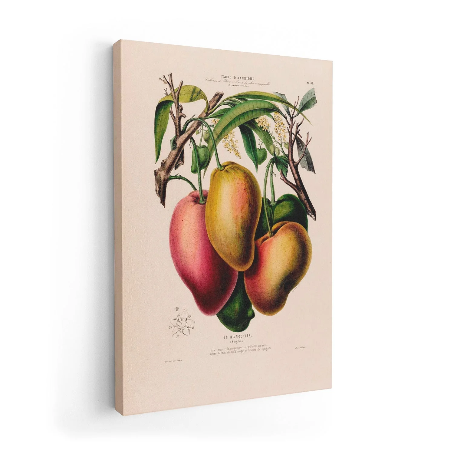 Le Mangotier - Image 7