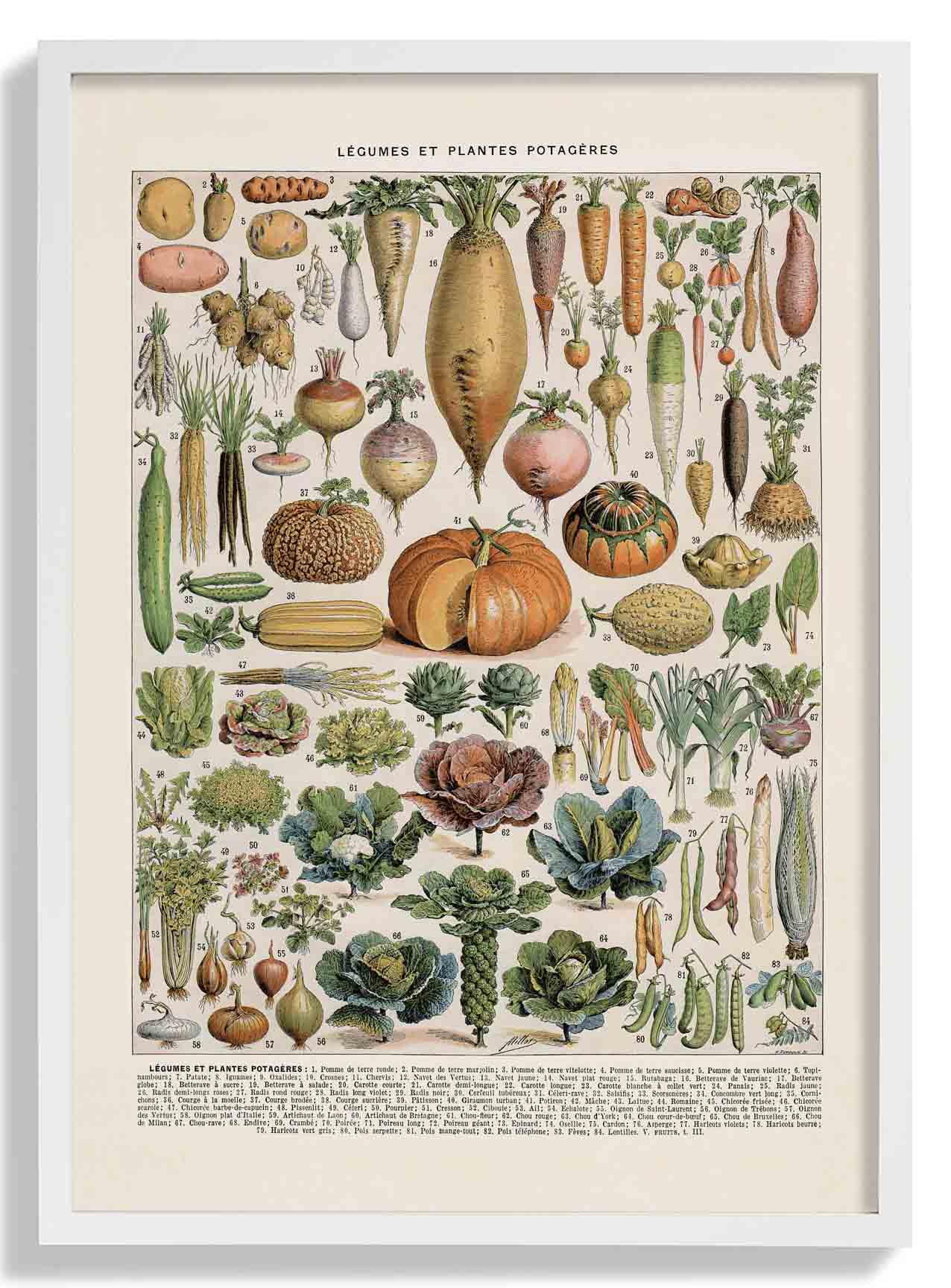 LÉGUMES etES POTAGÈRES - Image 5