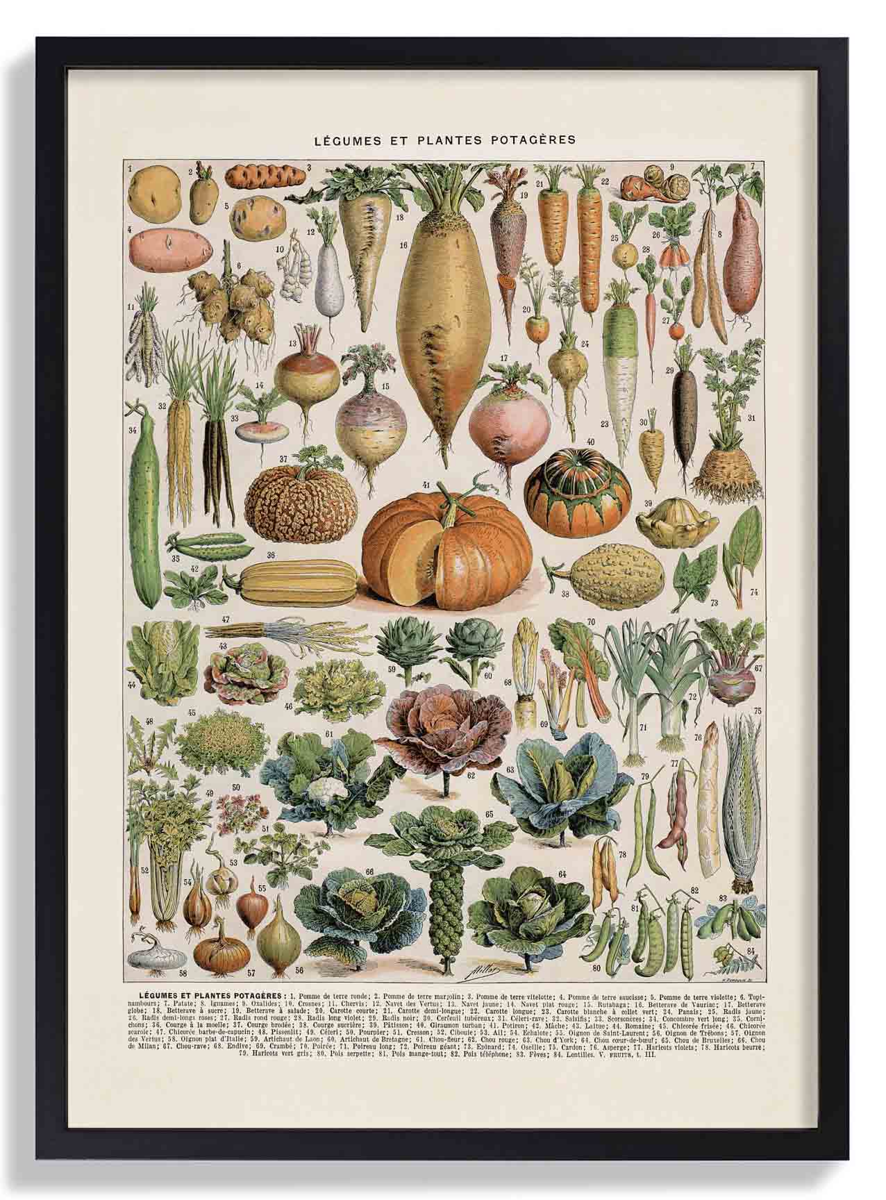 LÉGUMES etES POTAGÈRES - Image 6