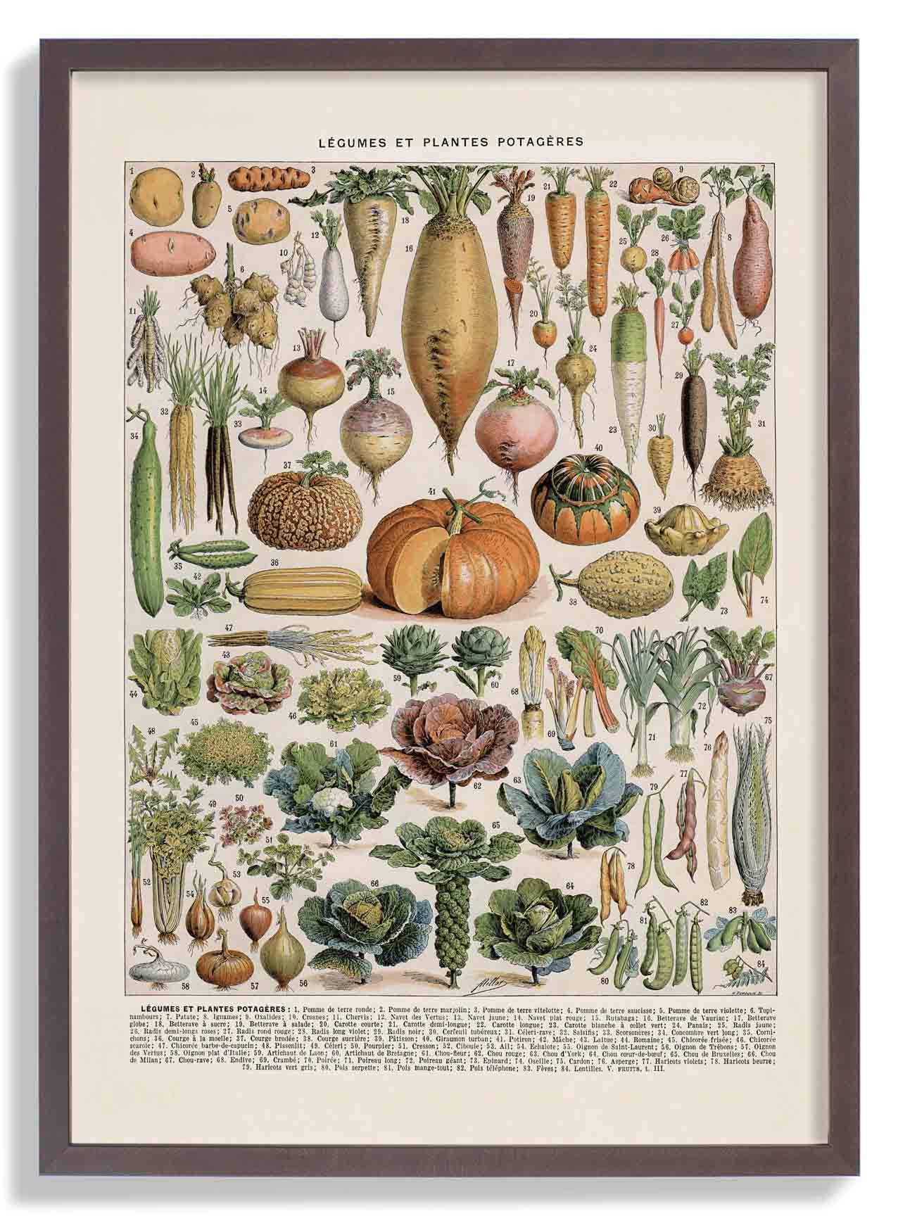 LÉGUMES etES POTAGÈRES - Image 7