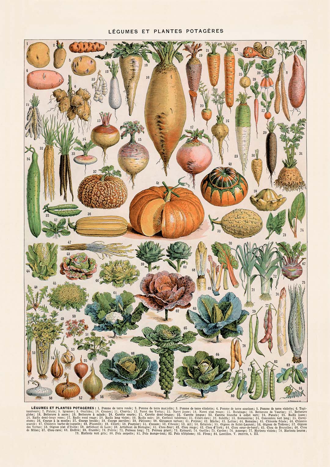 LÉGUMES etES POTAGÈRES - Image 8