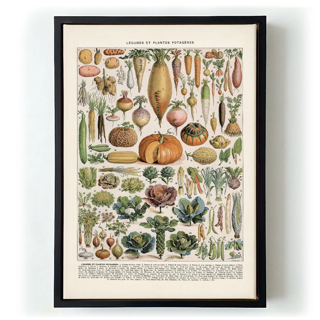 LÉGUMES etES POTAGÈRES - Image 5