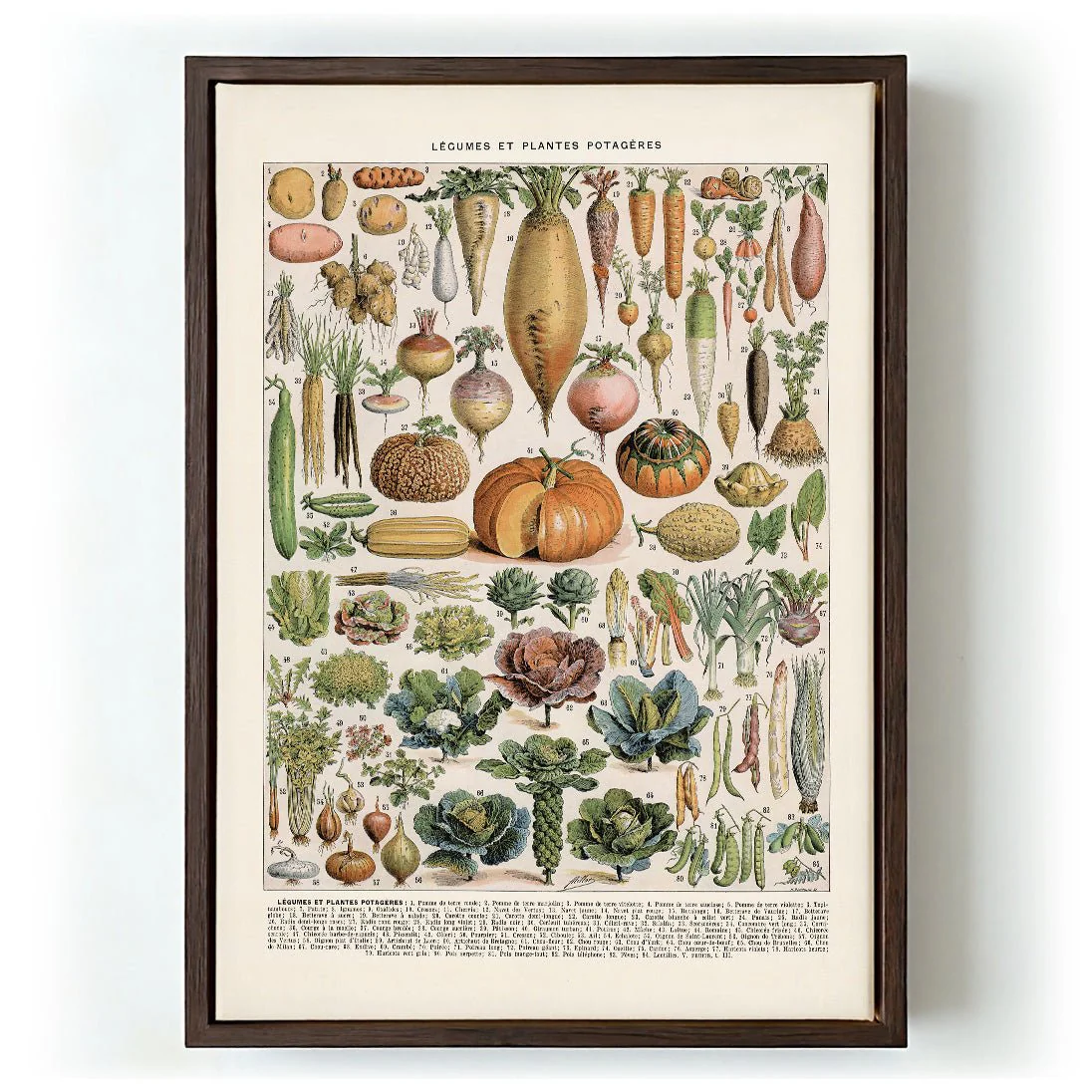 LÉGUMES etES POTAGÈRES - Image 6