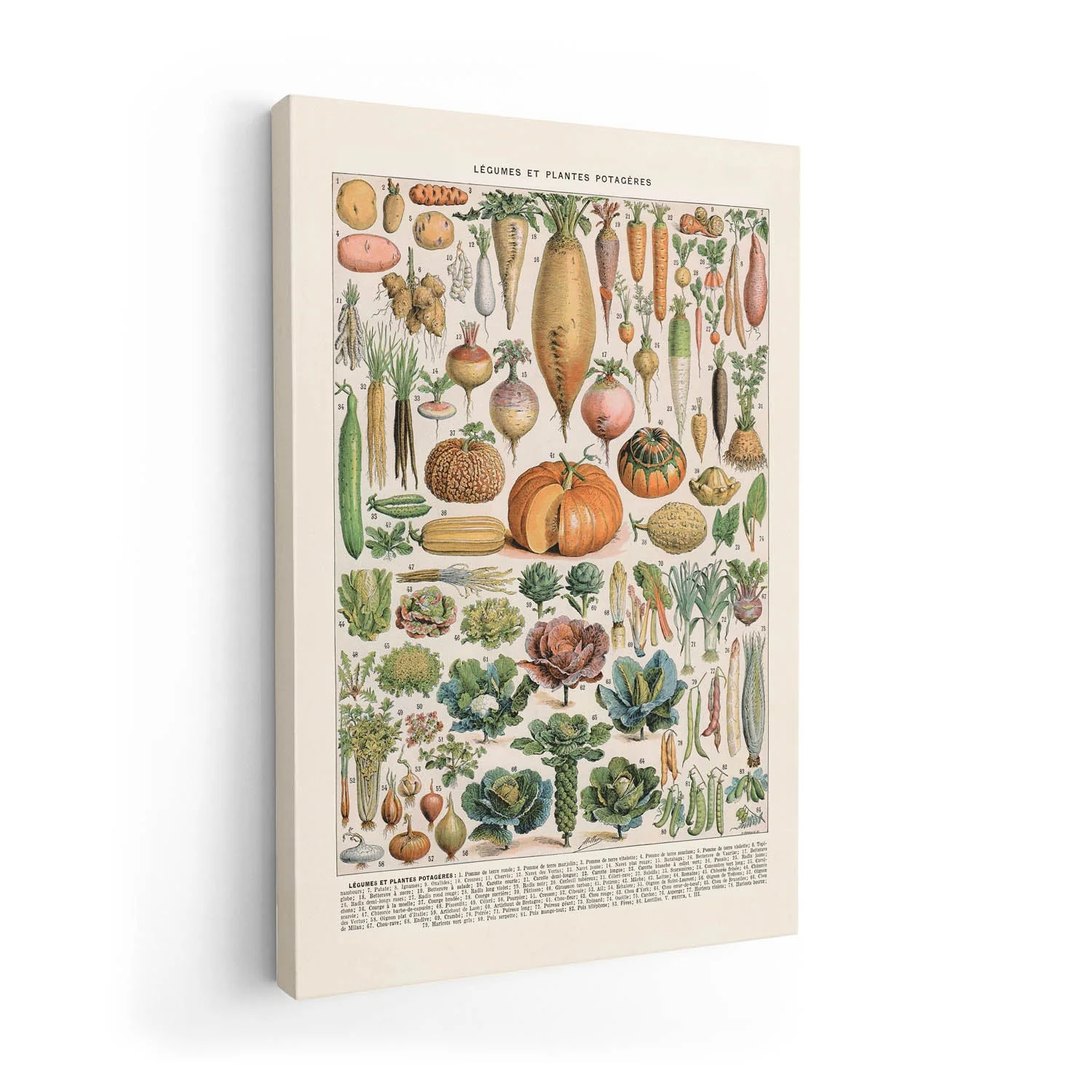 LÉGUMES etES POTAGÈRES - Image 7