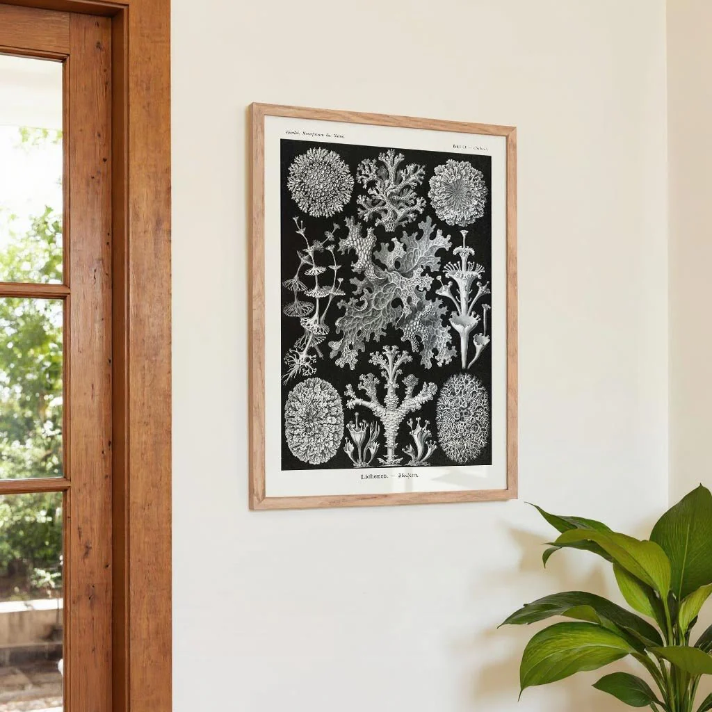 Lichenes by Ernst Haeckel - Image 4