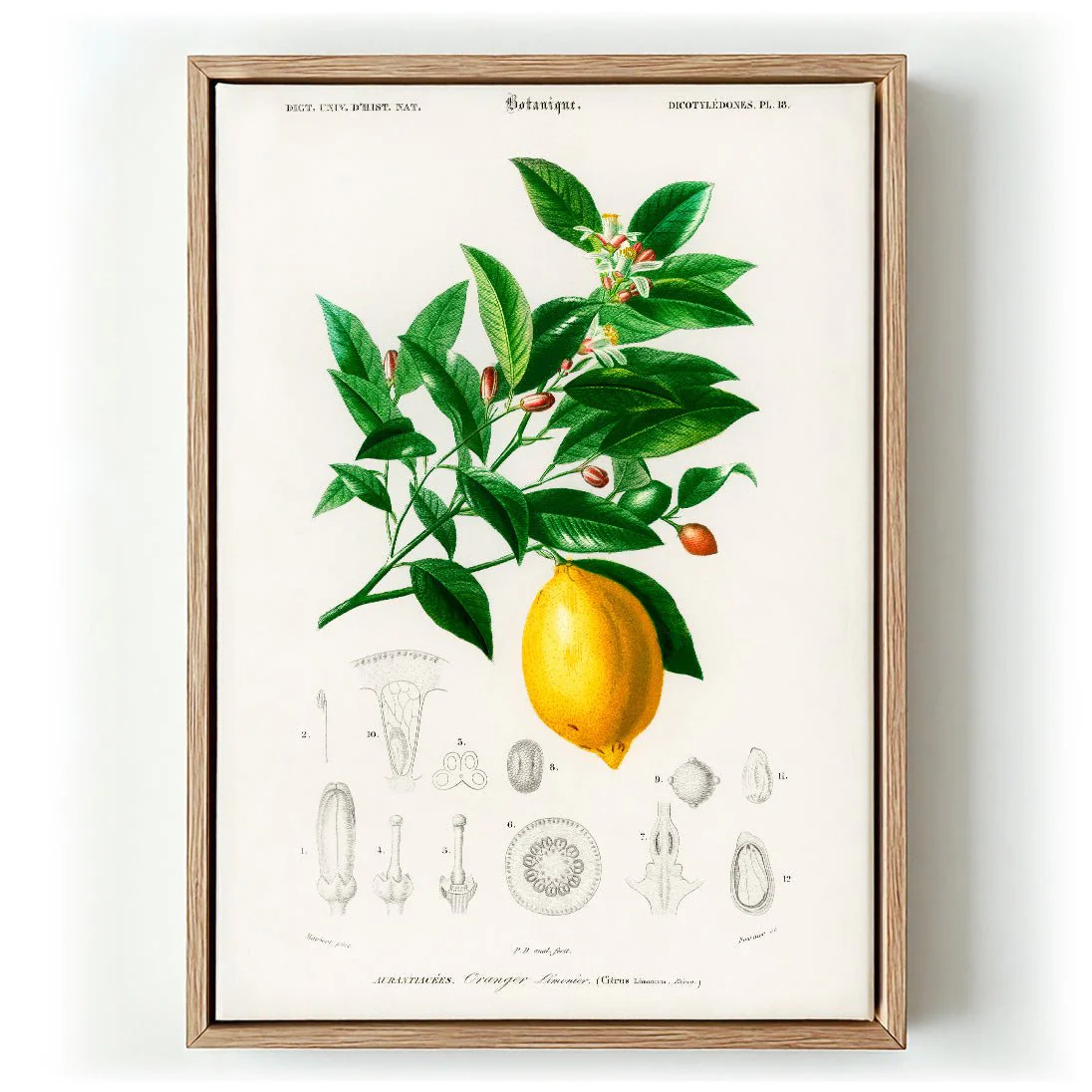 Lime Flower & Lemon Fruit