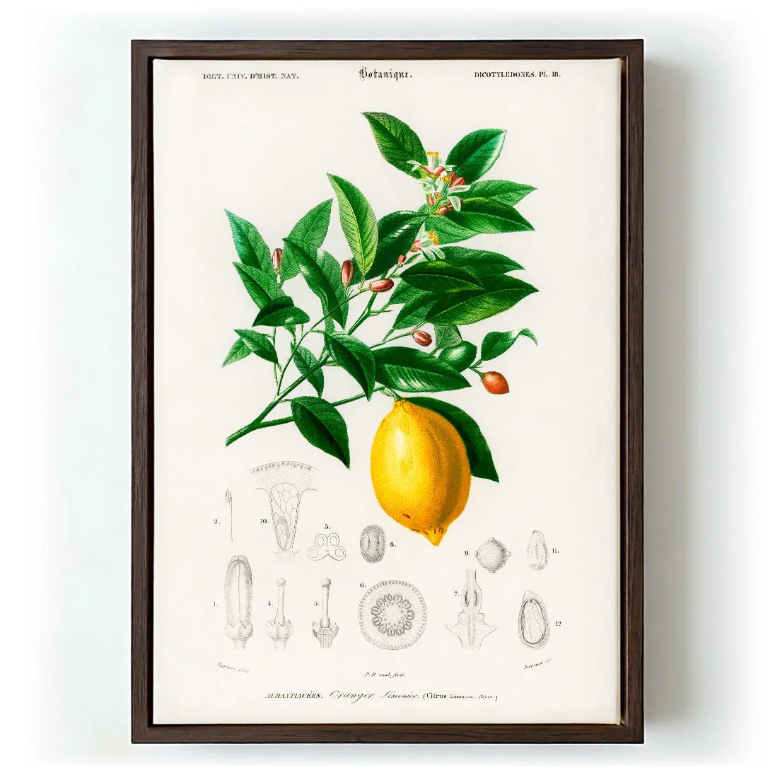 Lime Flower & Lemon Fruit - Image 5