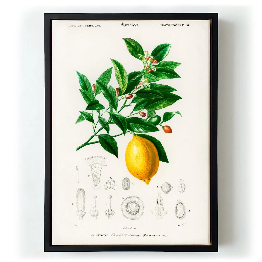 Lime Flower & Lemon Fruit - Image 6