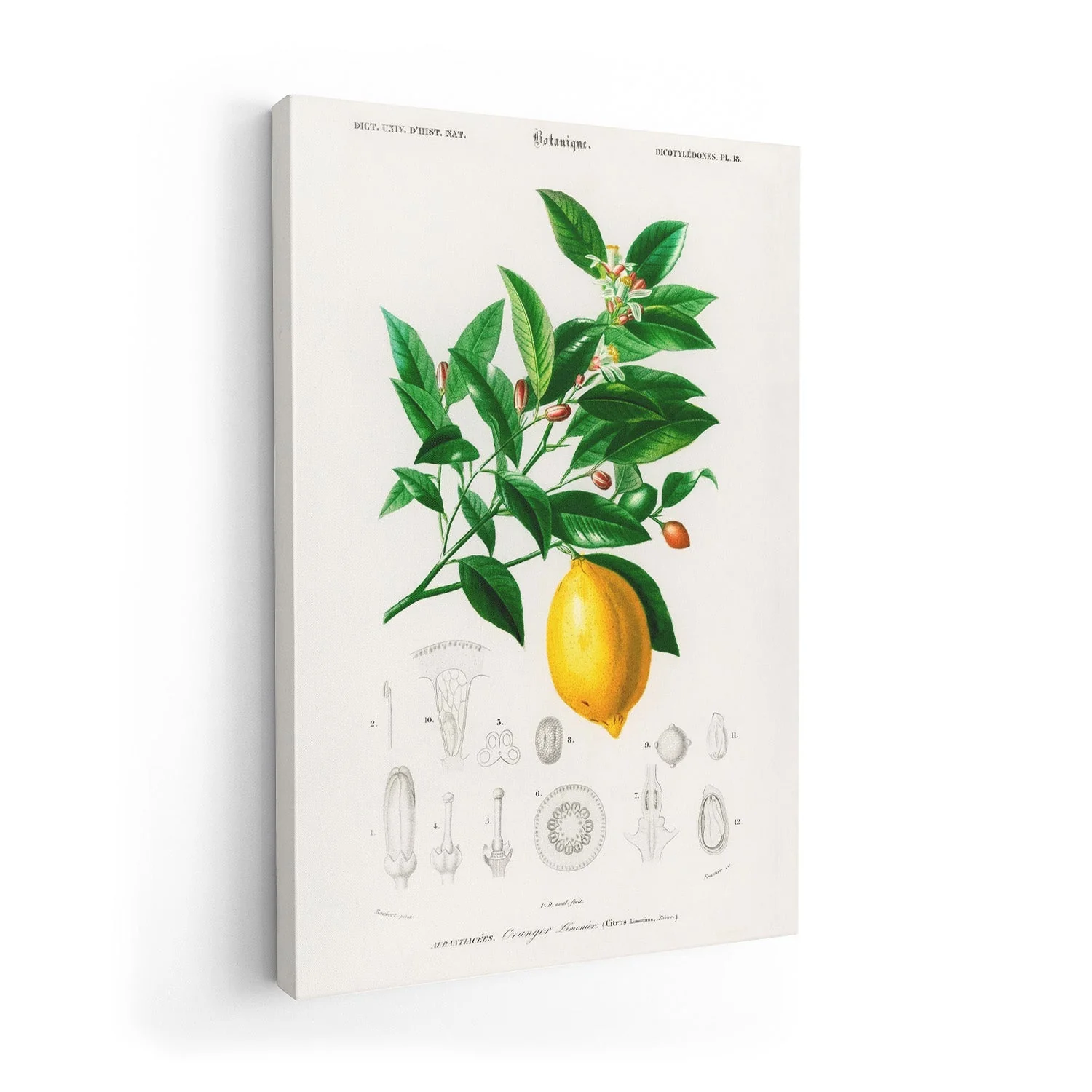 Lime Flower & Lemon Fruit - Image 7