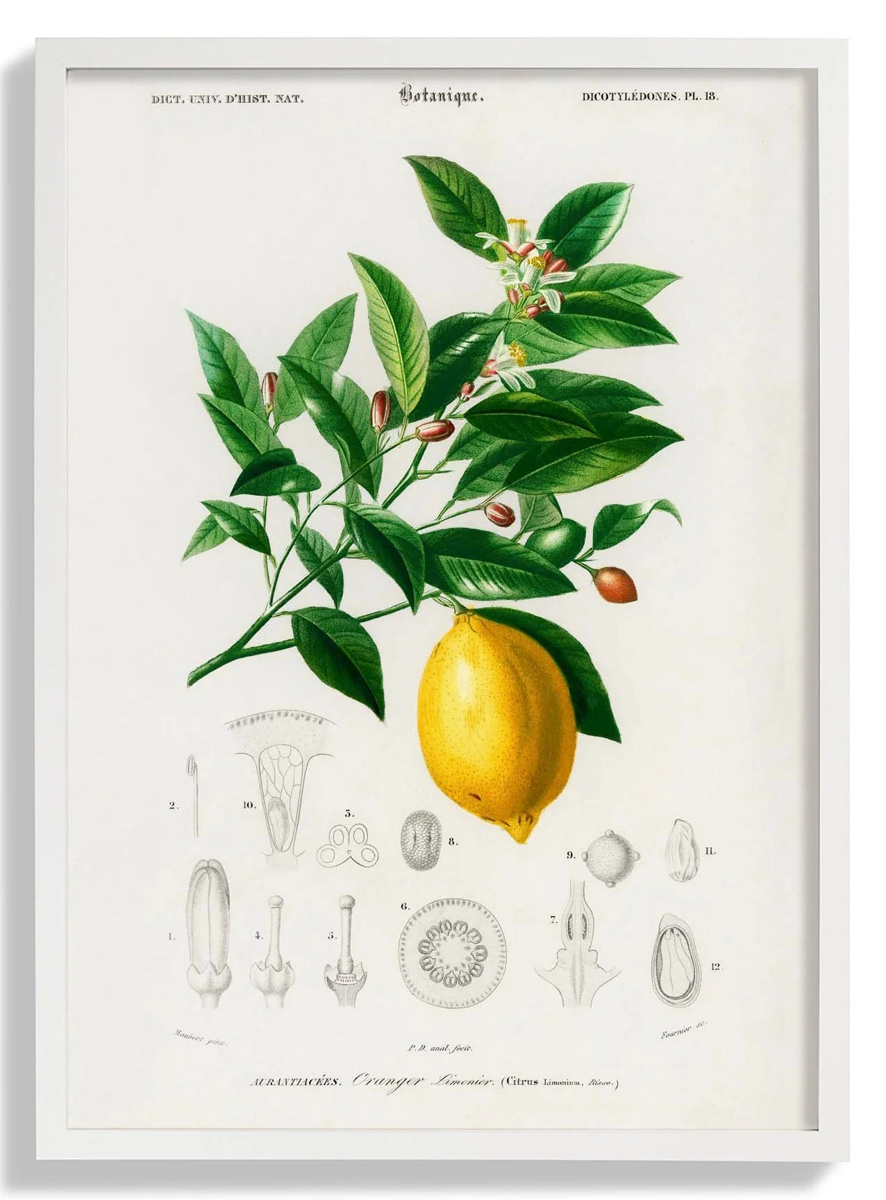 Lime Flower & Lemon Fruit - Image 5
