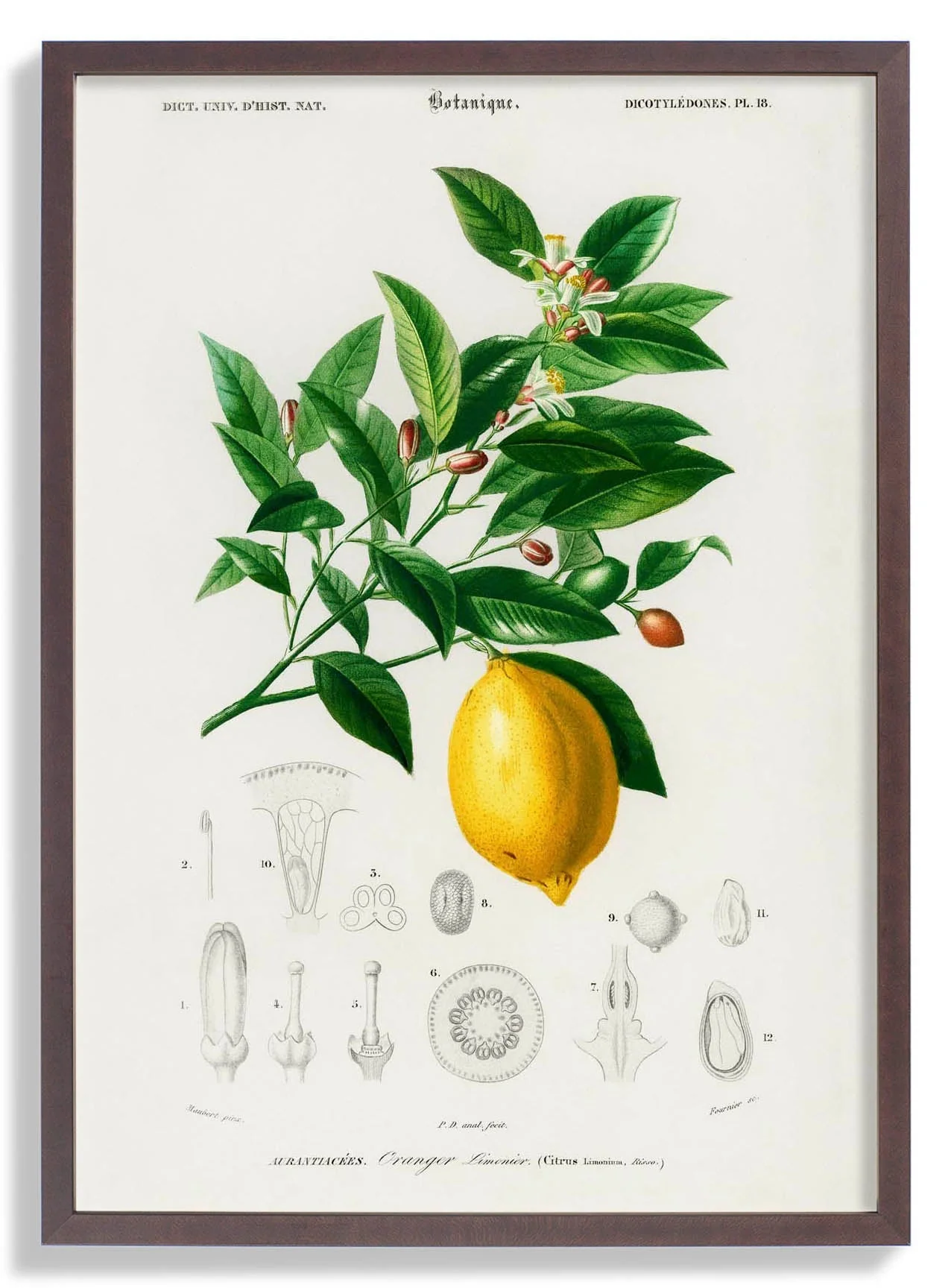 Lime Flower & Lemon Fruit - Image 7