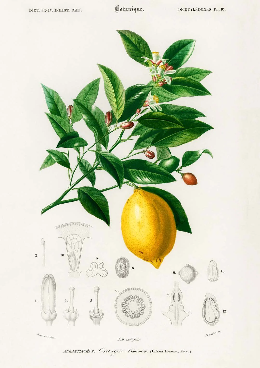 Lime Flower & Lemon Fruit - Image 8