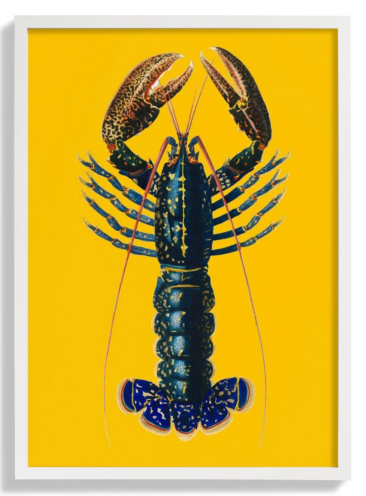 Lobster Yellow - Image 5