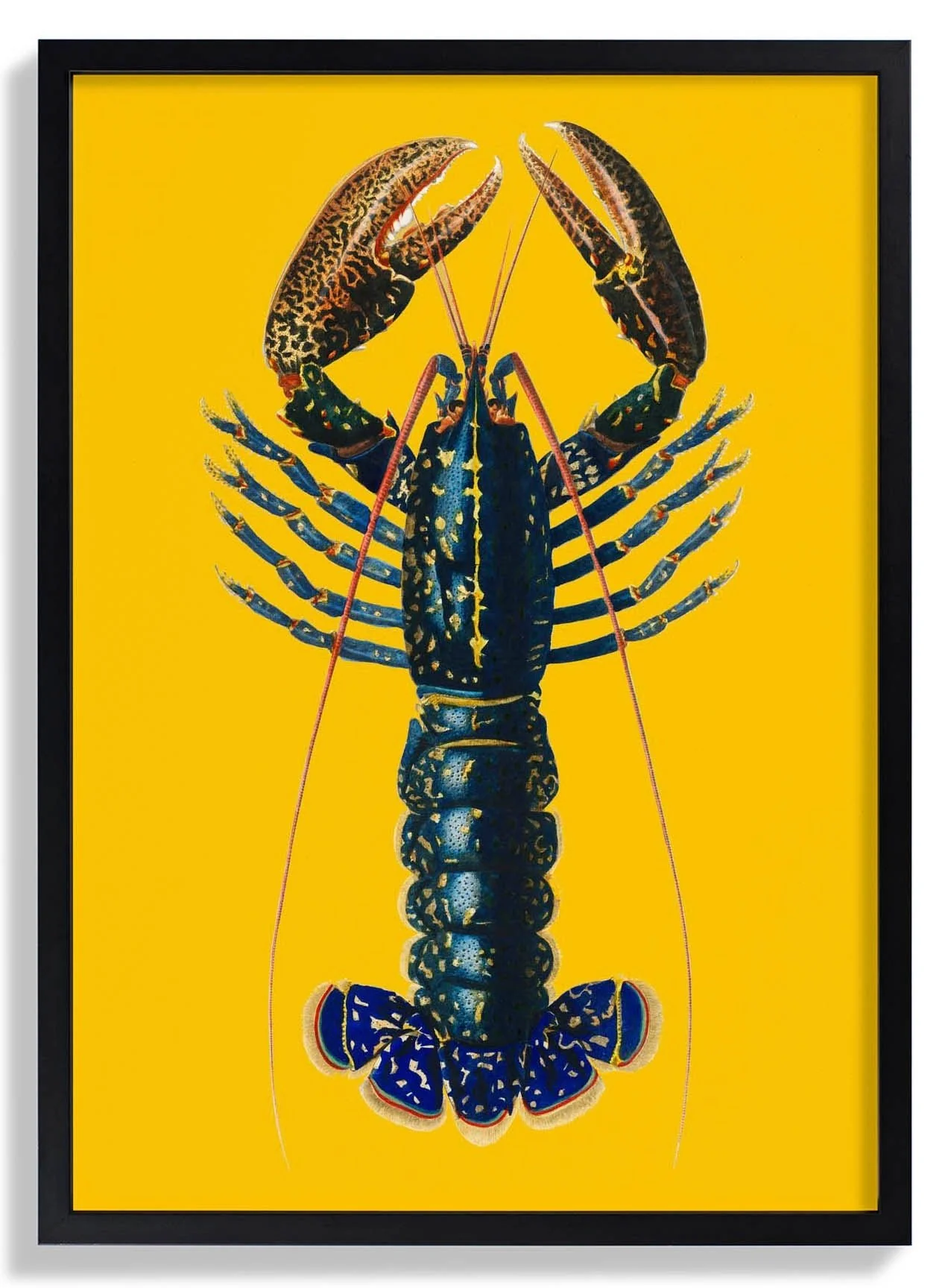 Lobster Yellow - Image 6