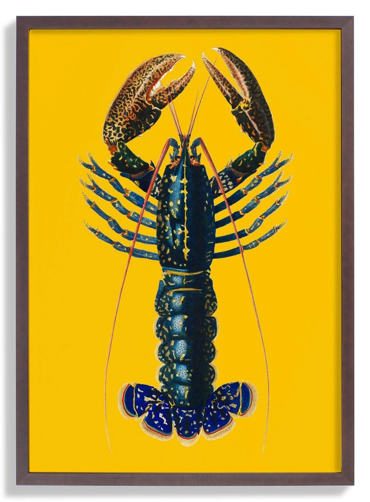 Lobster Yellow - Image 7