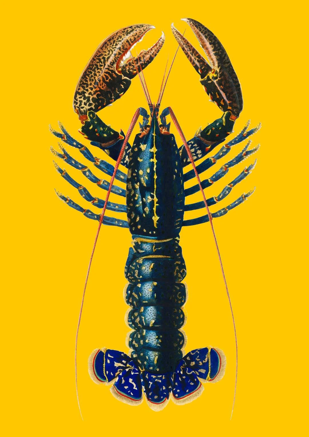 Lobster Yellow - Image 8