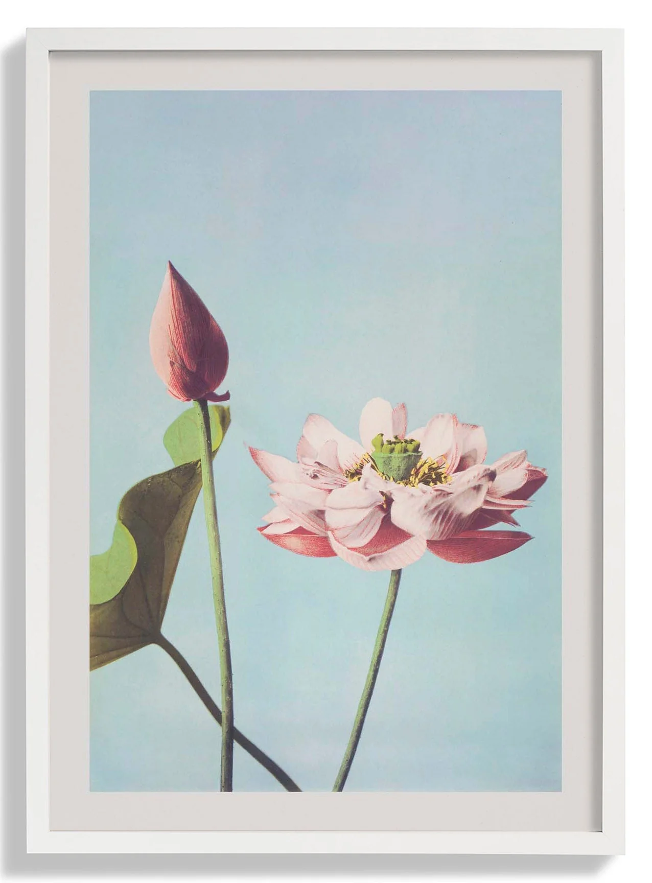 Lotus Flower by Ogawa Kazumasa - Image 3