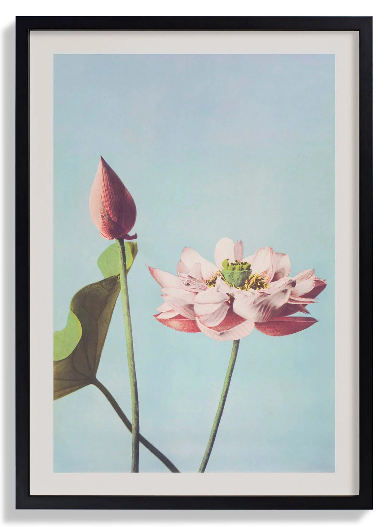 Lotus Flower by Ogawa Kazumasa - Image 4
