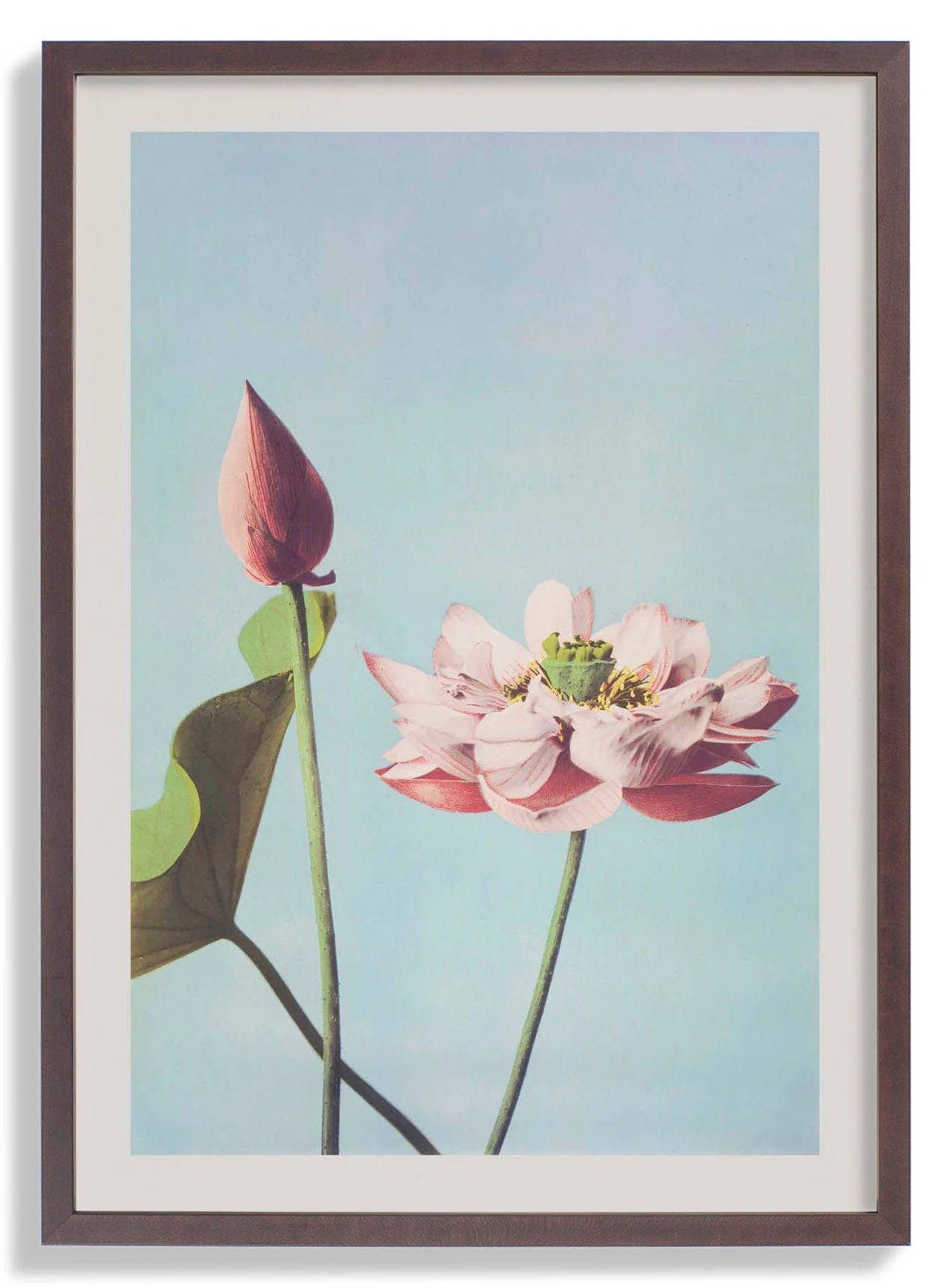 Lotus Flower by Ogawa Kazumasa - Image 5