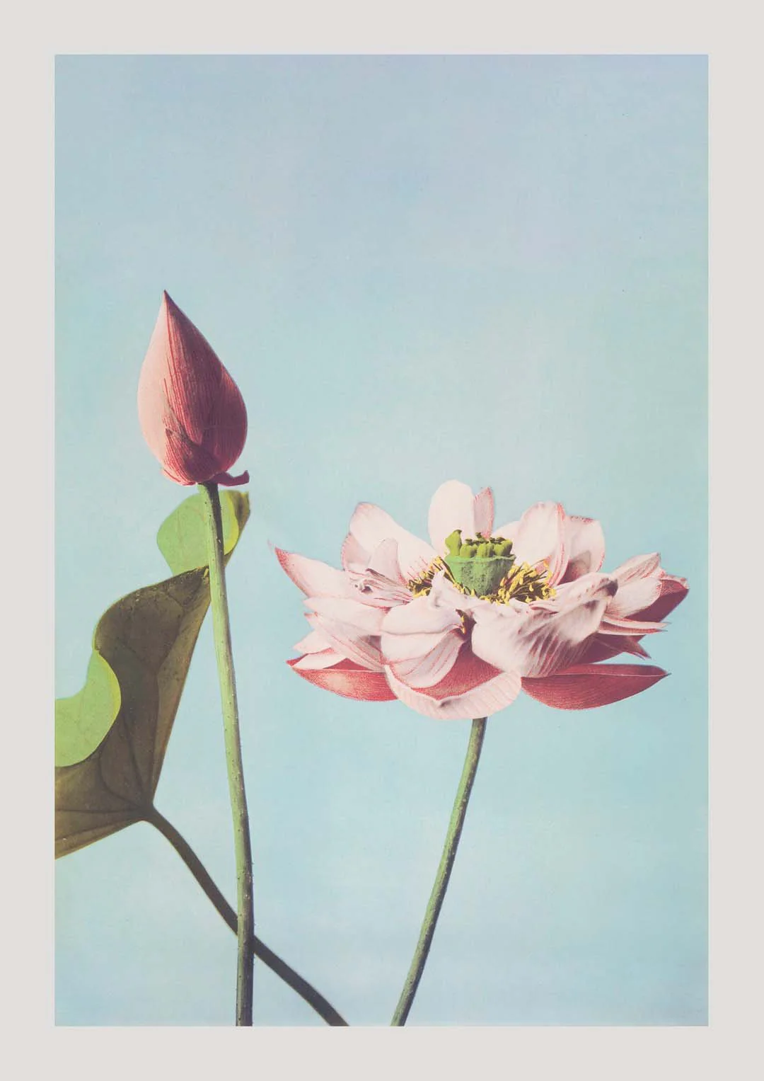 Lotus Flower by Ogawa Kazumasa - Image 6