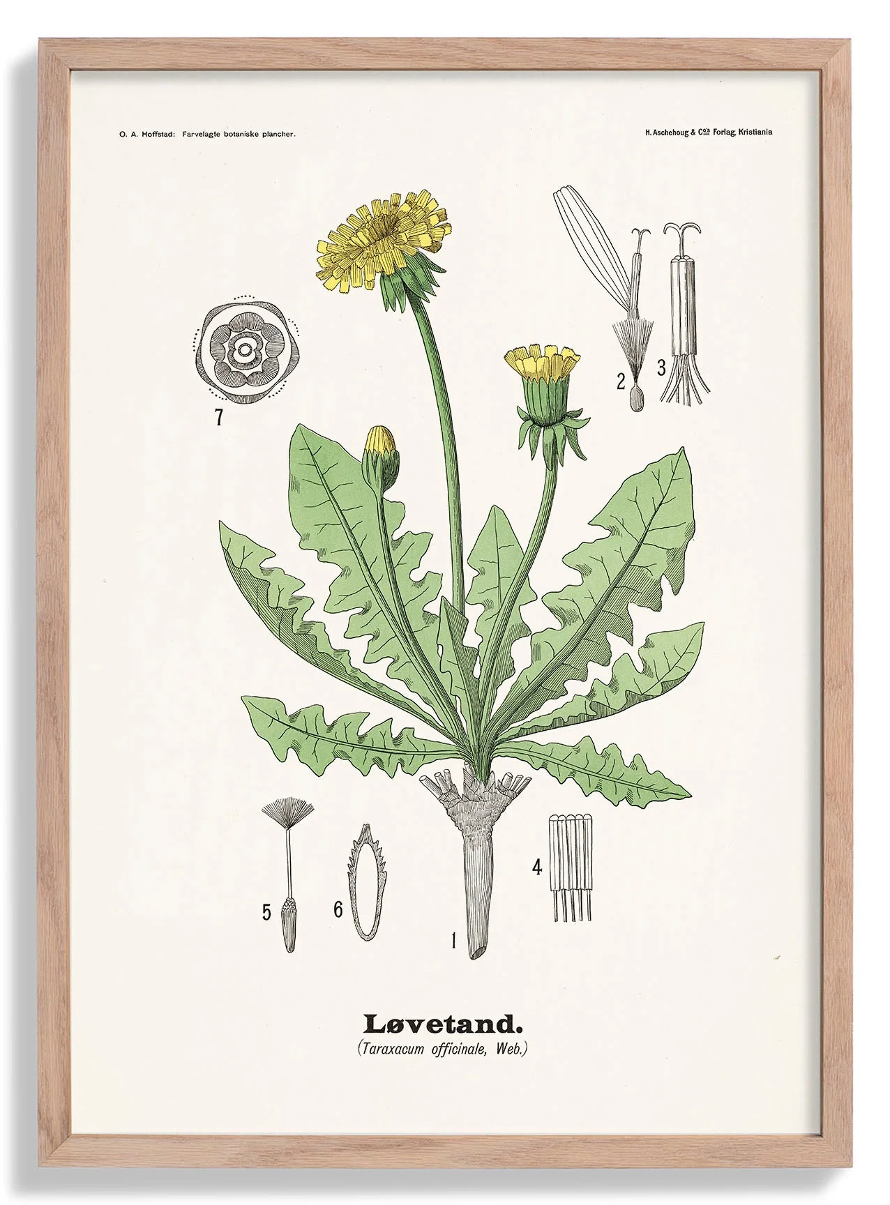 Løvetand - Taraxacum officinale Web. by Olaf Alfred Hoffstad