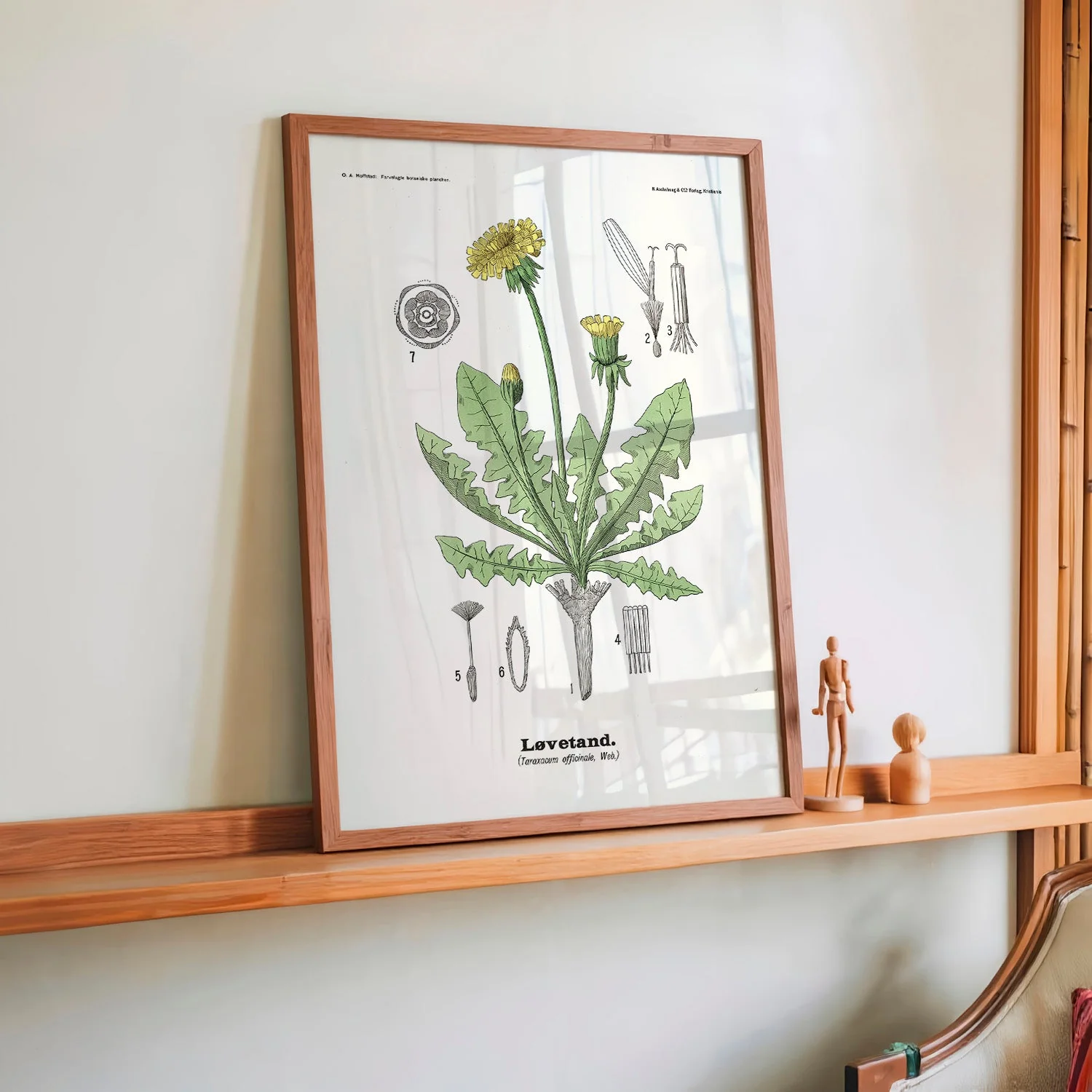 Løvetand - Taraxacum officinale Web. by Olaf Alfred Hoffstad - Image 2