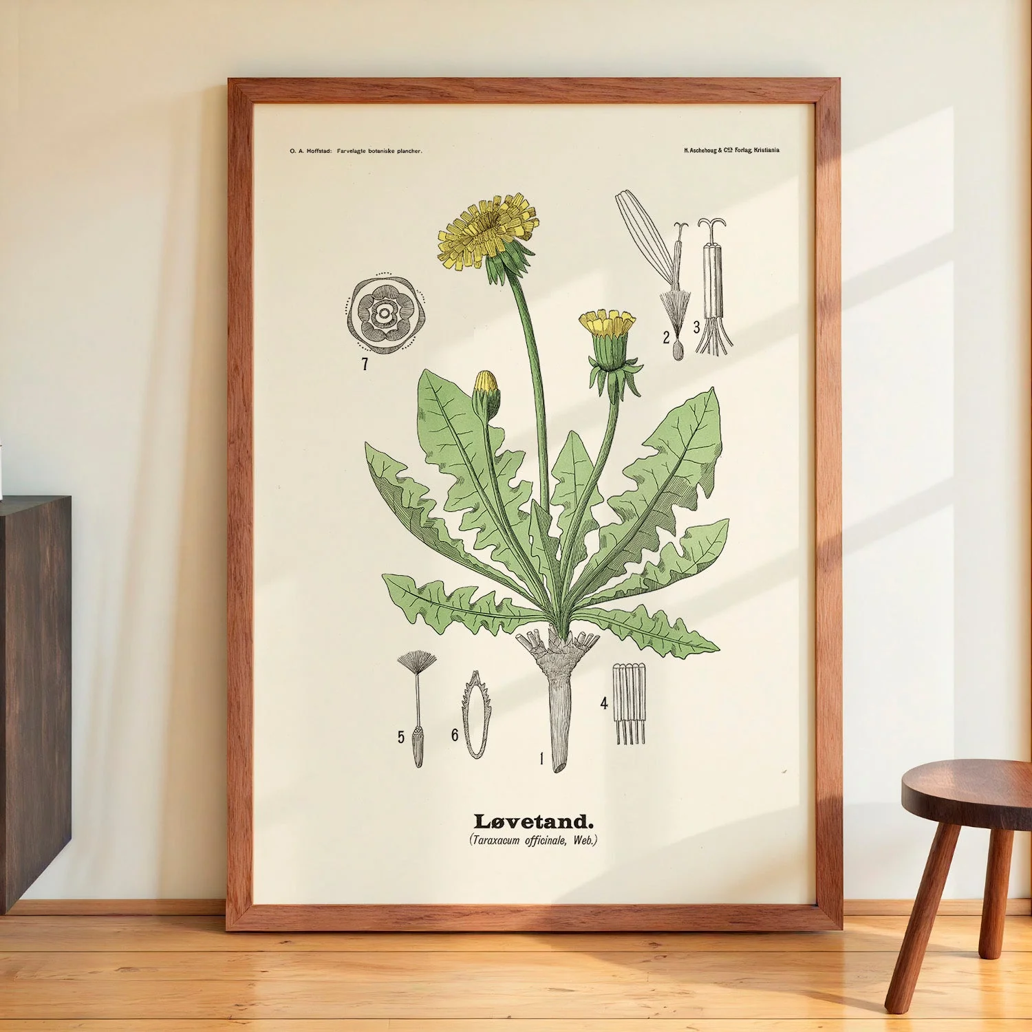 Løvetand - Taraxacum officinale Web. by Olaf Alfred Hoffstad - Image 4