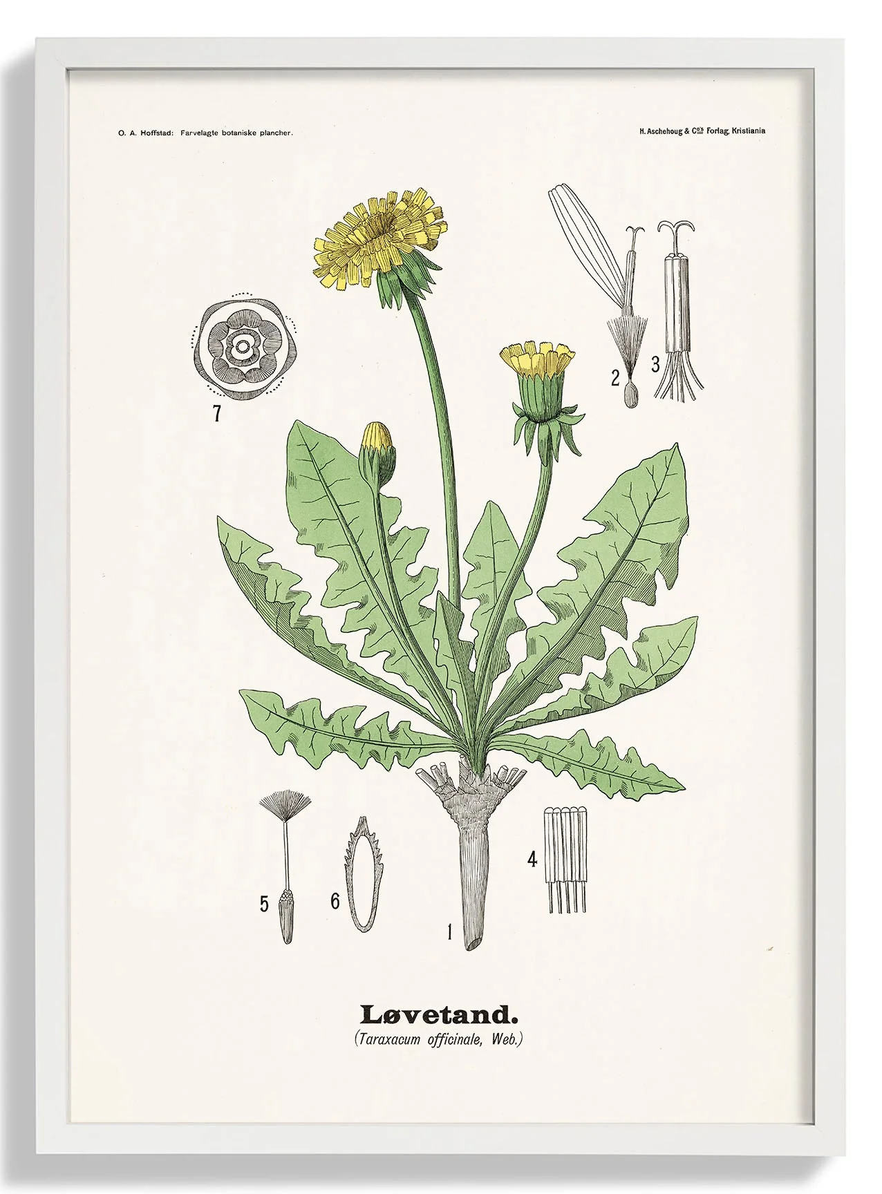 Løvetand - Taraxacum officinale Web. by Olaf Alfred Hoffstad - Image 5