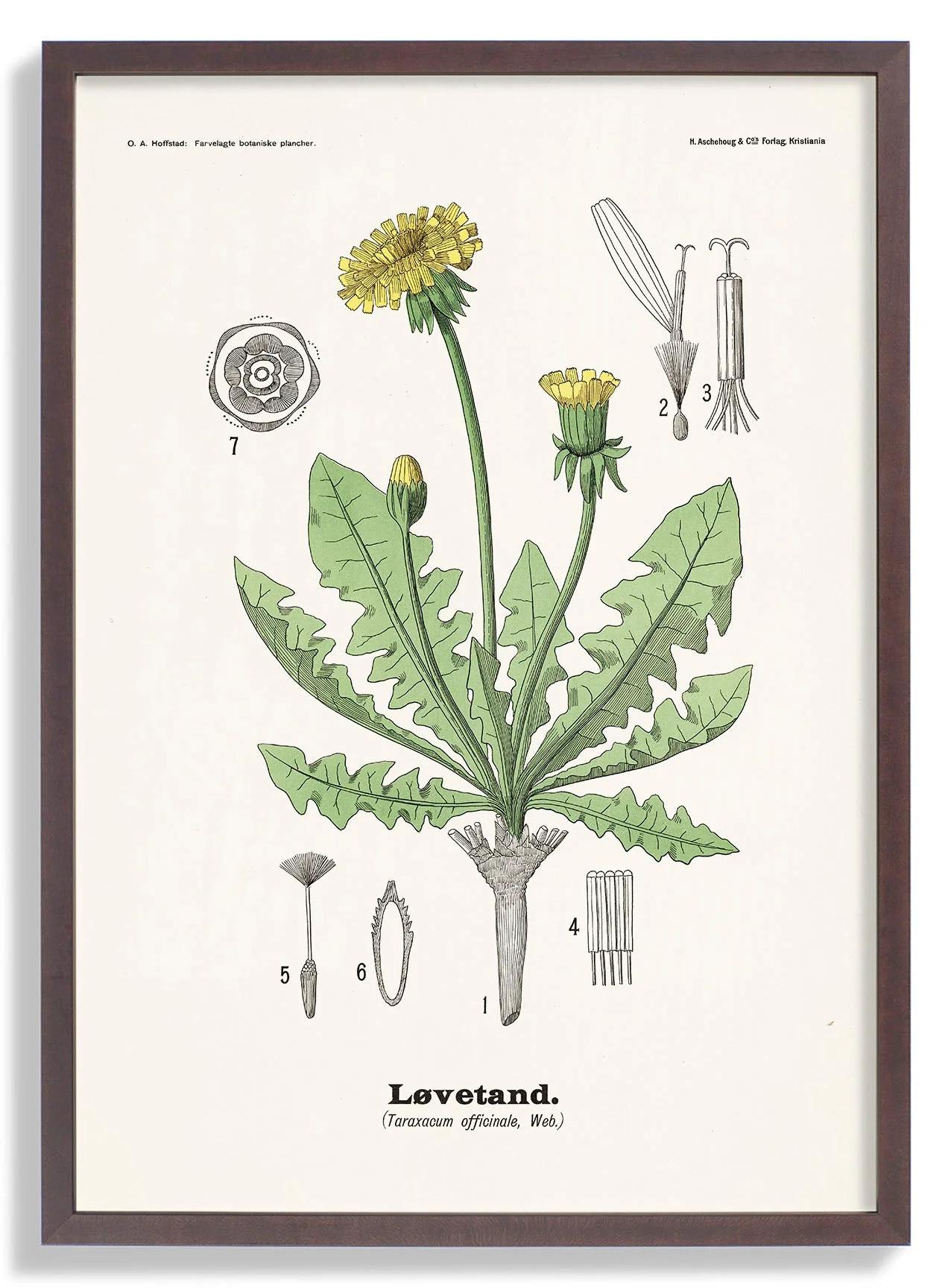 Løvetand - Taraxacum officinale Web. by Olaf Alfred Hoffstad - Image 6