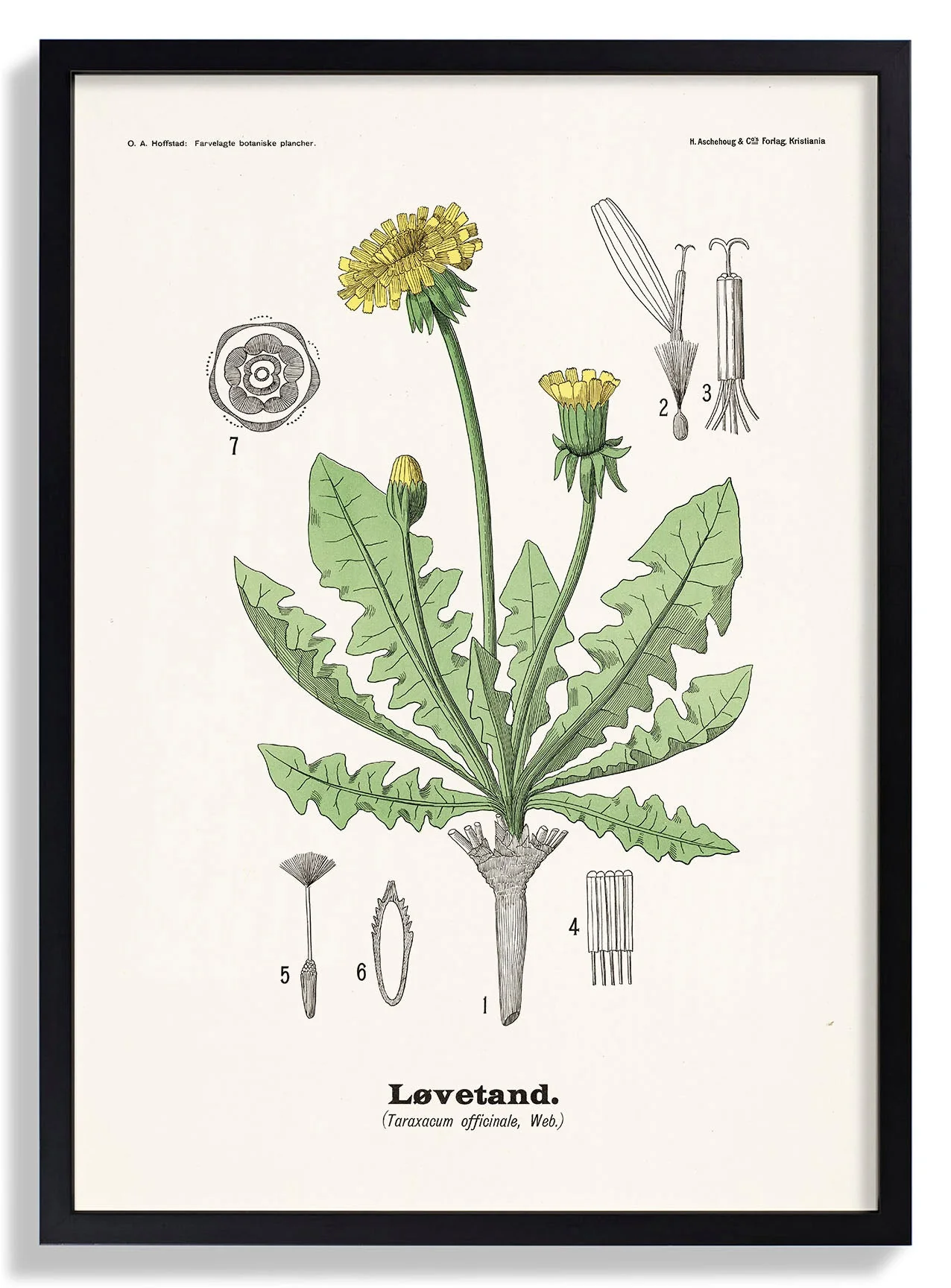 Løvetand - Taraxacum officinale Web. by Olaf Alfred Hoffstad - Image 7