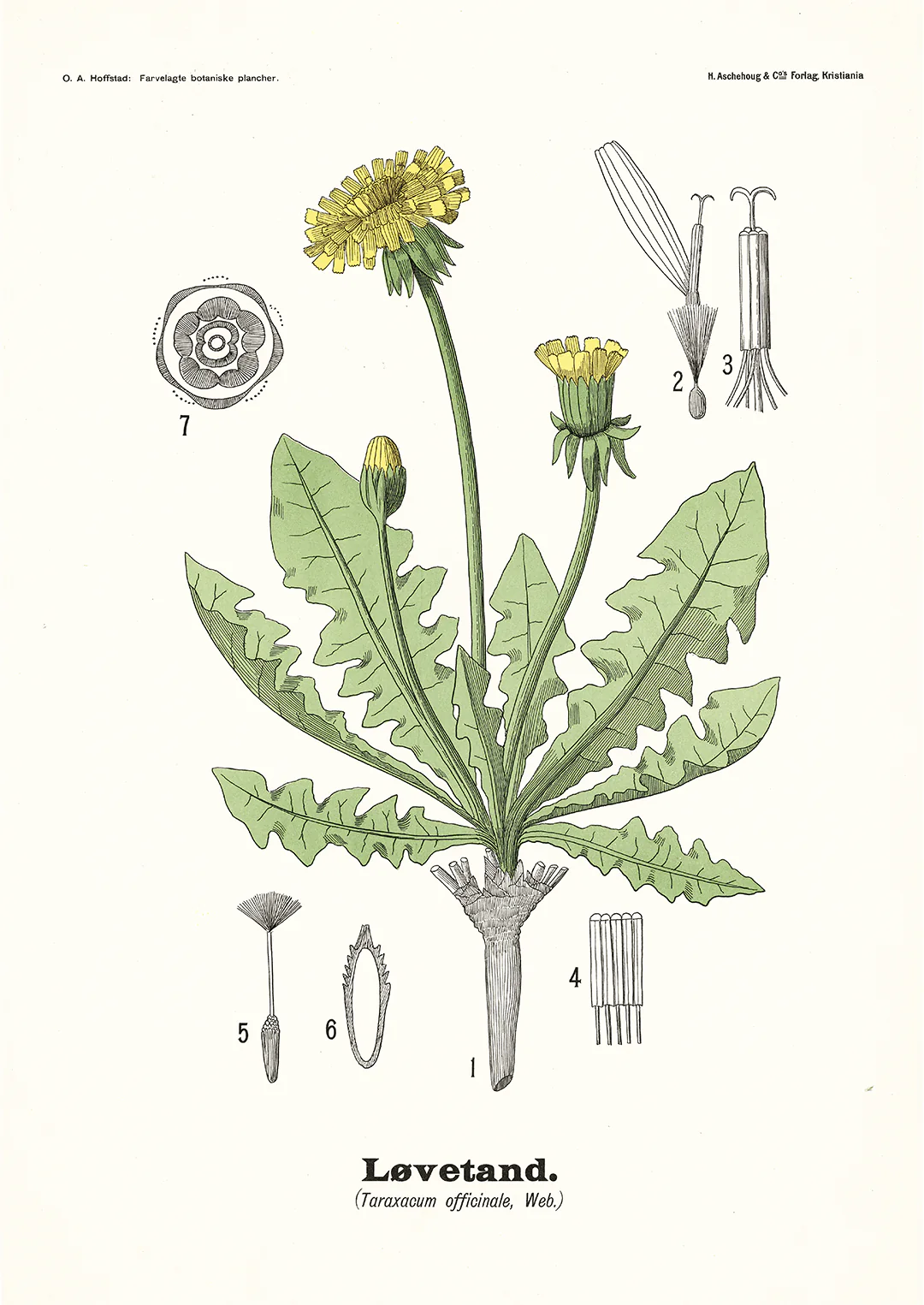 Løvetand - Taraxacum officinale Web. by Olaf Alfred Hoffstad - Image 8