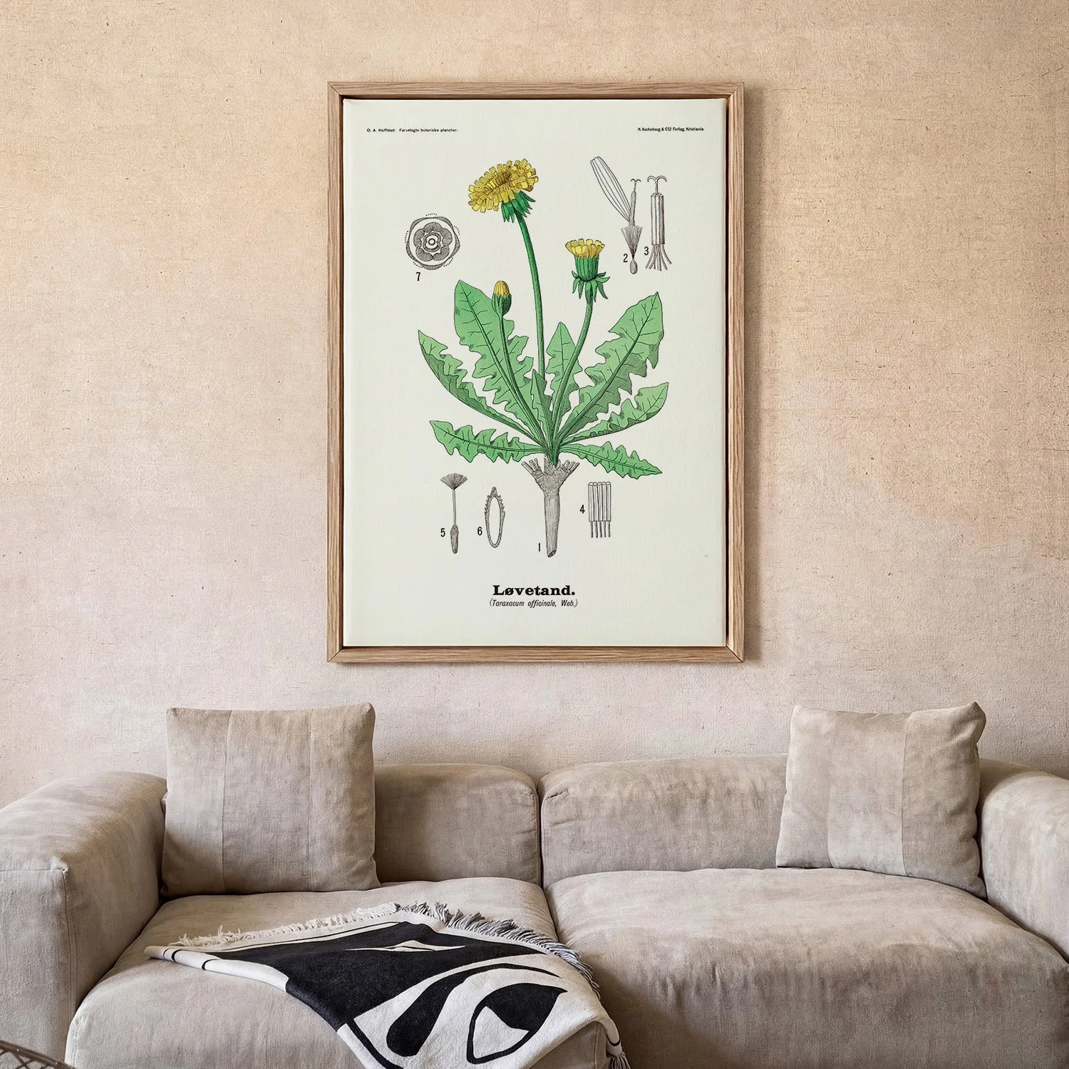 Løvetand - Taraxacum officinale Web. by Olaf Alfred Hoffstad - Image 2