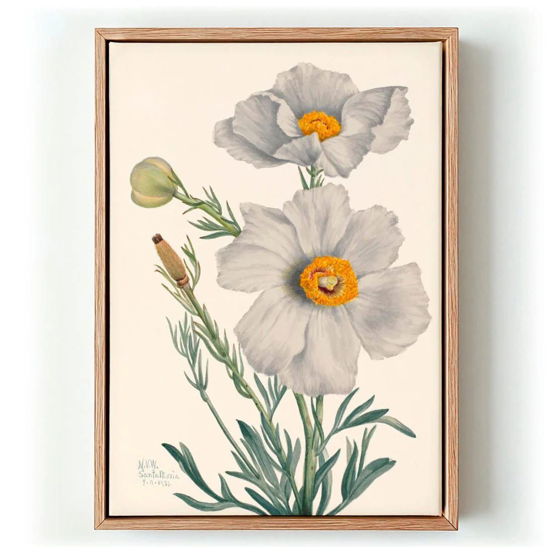 Matilija Poppy by Mary Vaux Walcott