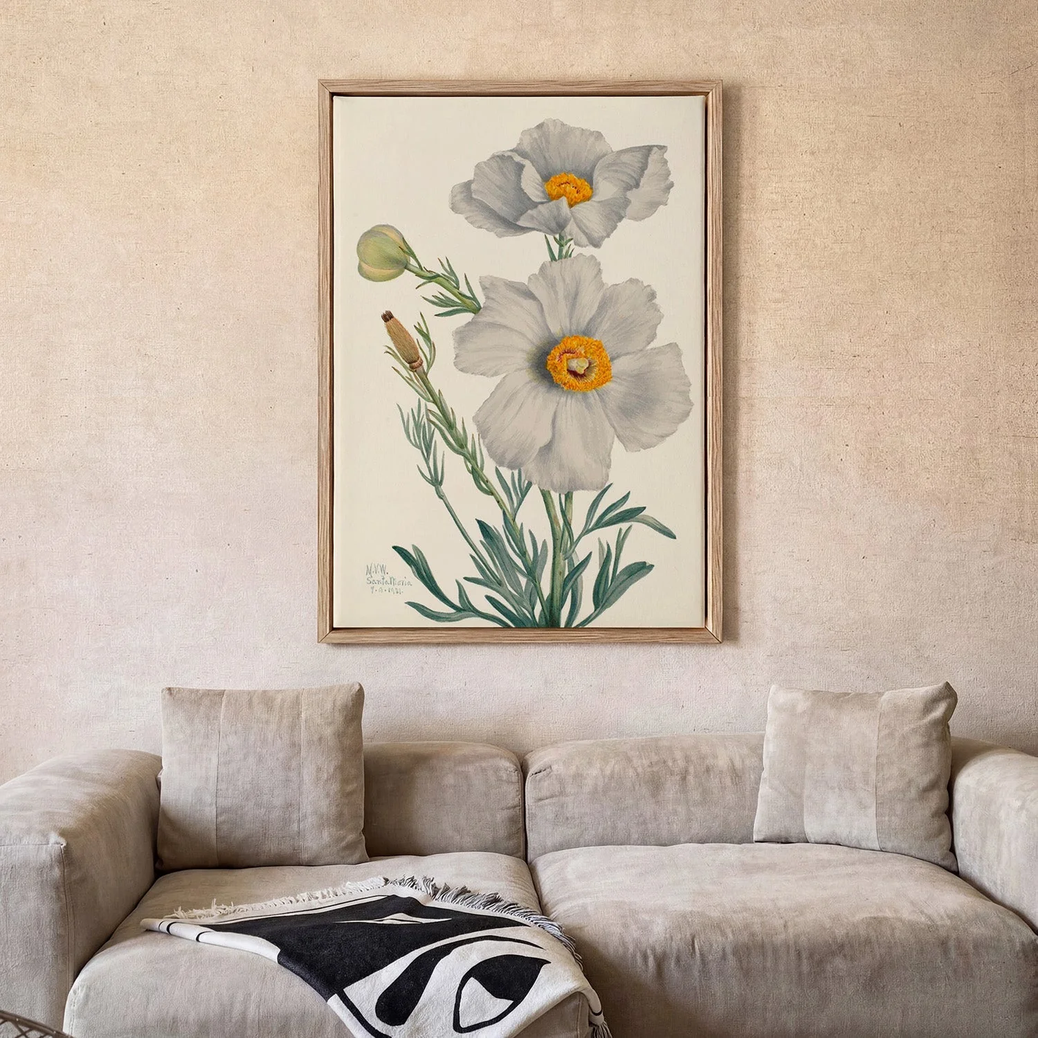 Matilija Poppy by Mary Vaux Walcott - Image 2