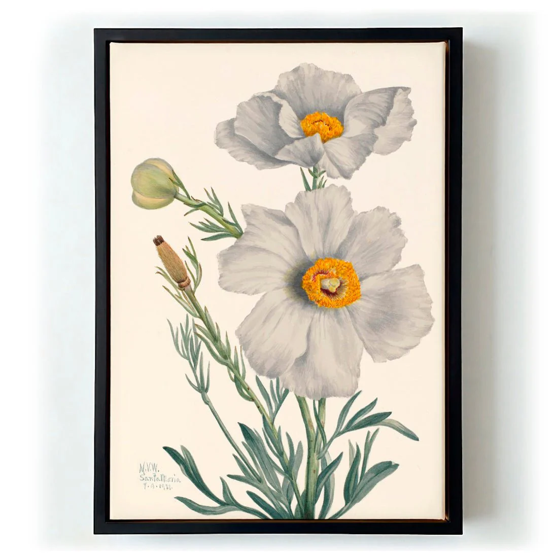 Matilija Poppy by Mary Vaux Walcott - Image 5