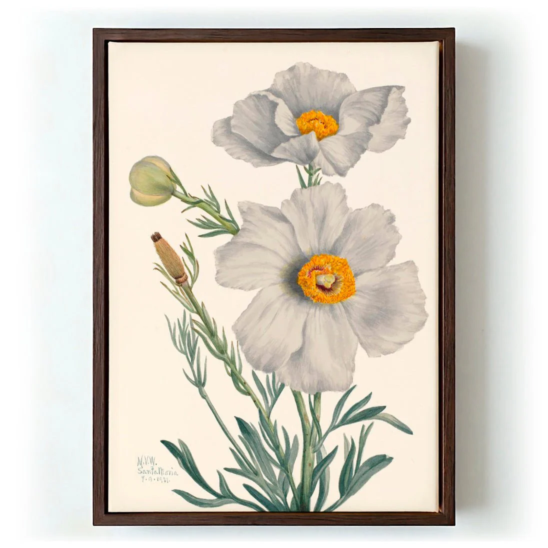 Matilija Poppy by Mary Vaux Walcott - Image 6
