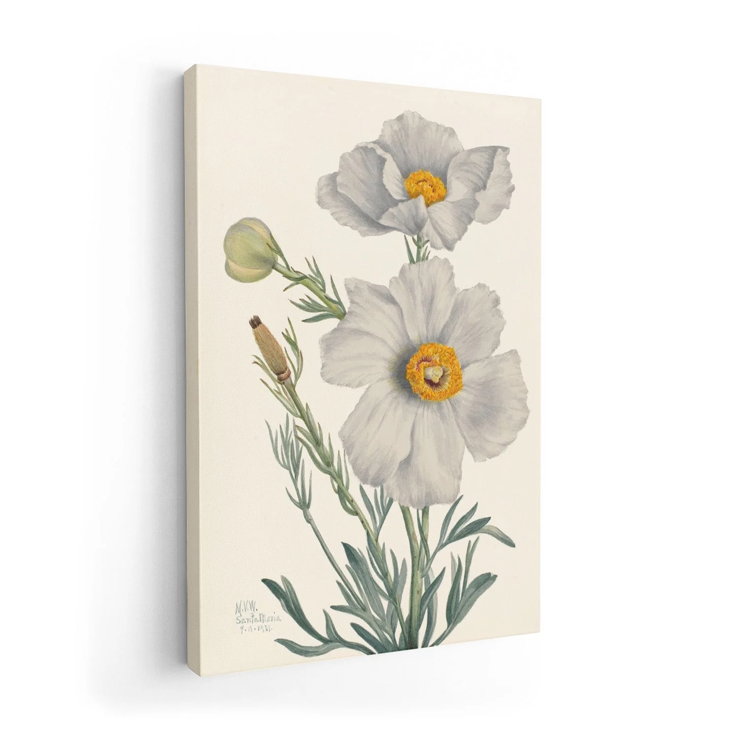 Matilija Poppy by Mary Vaux Walcott - Image 7